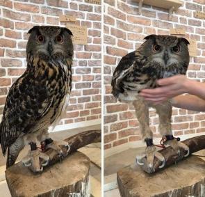 The hidden leg length of an owl normally obscured by plumage