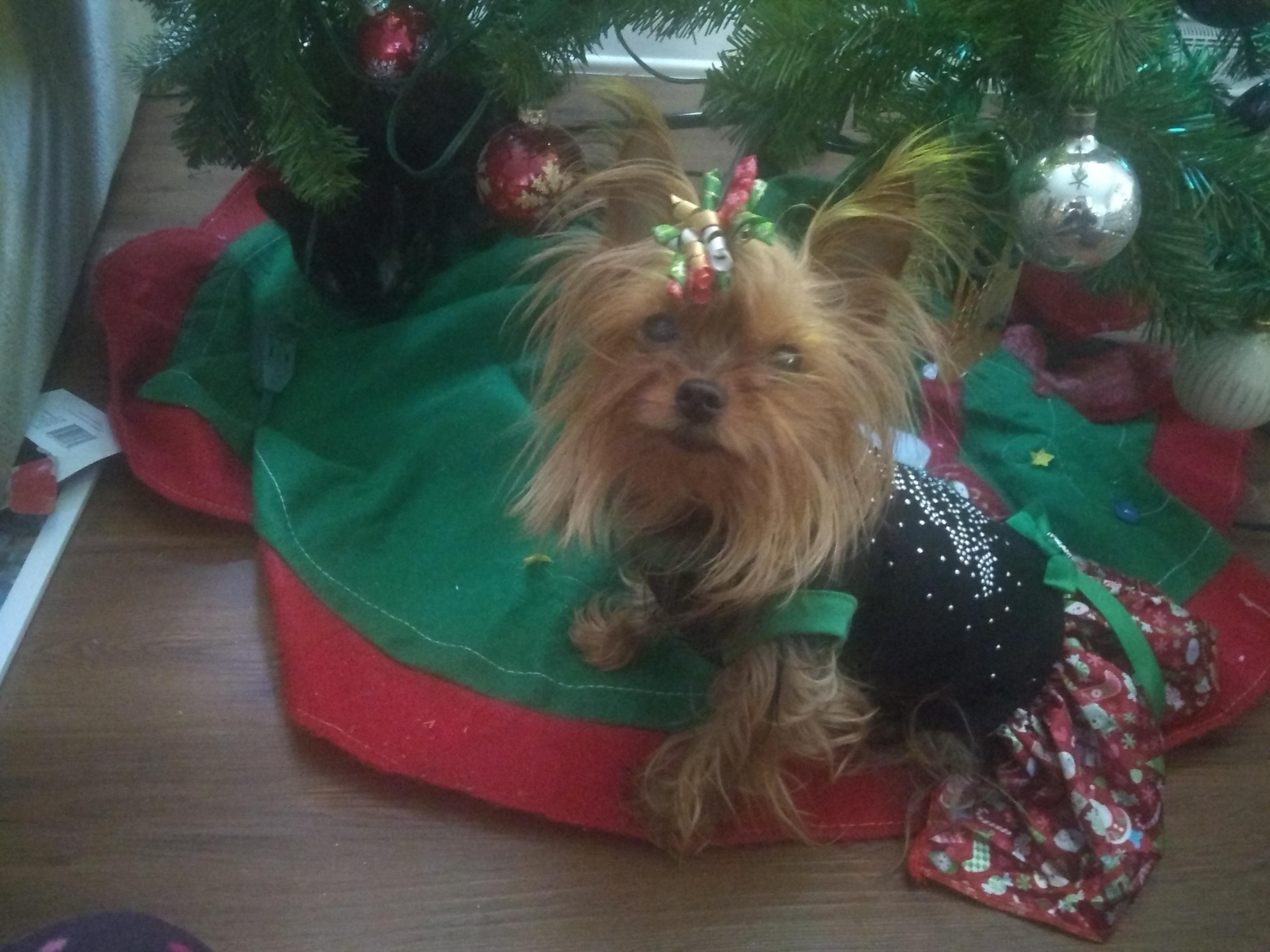 Lola S New Christmas Dress Yorkies