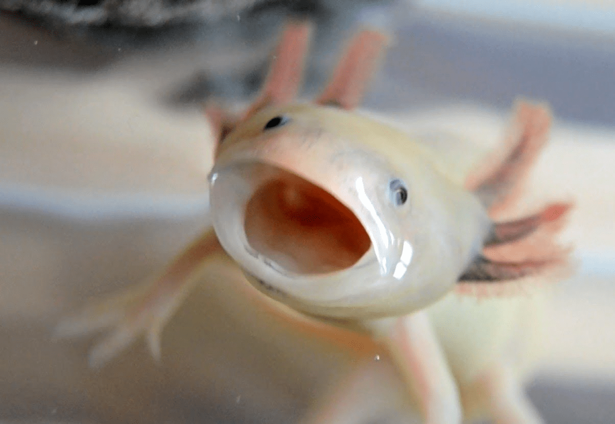 first post here, a cute axolotl eyebleach on cute axolotl wallpapers