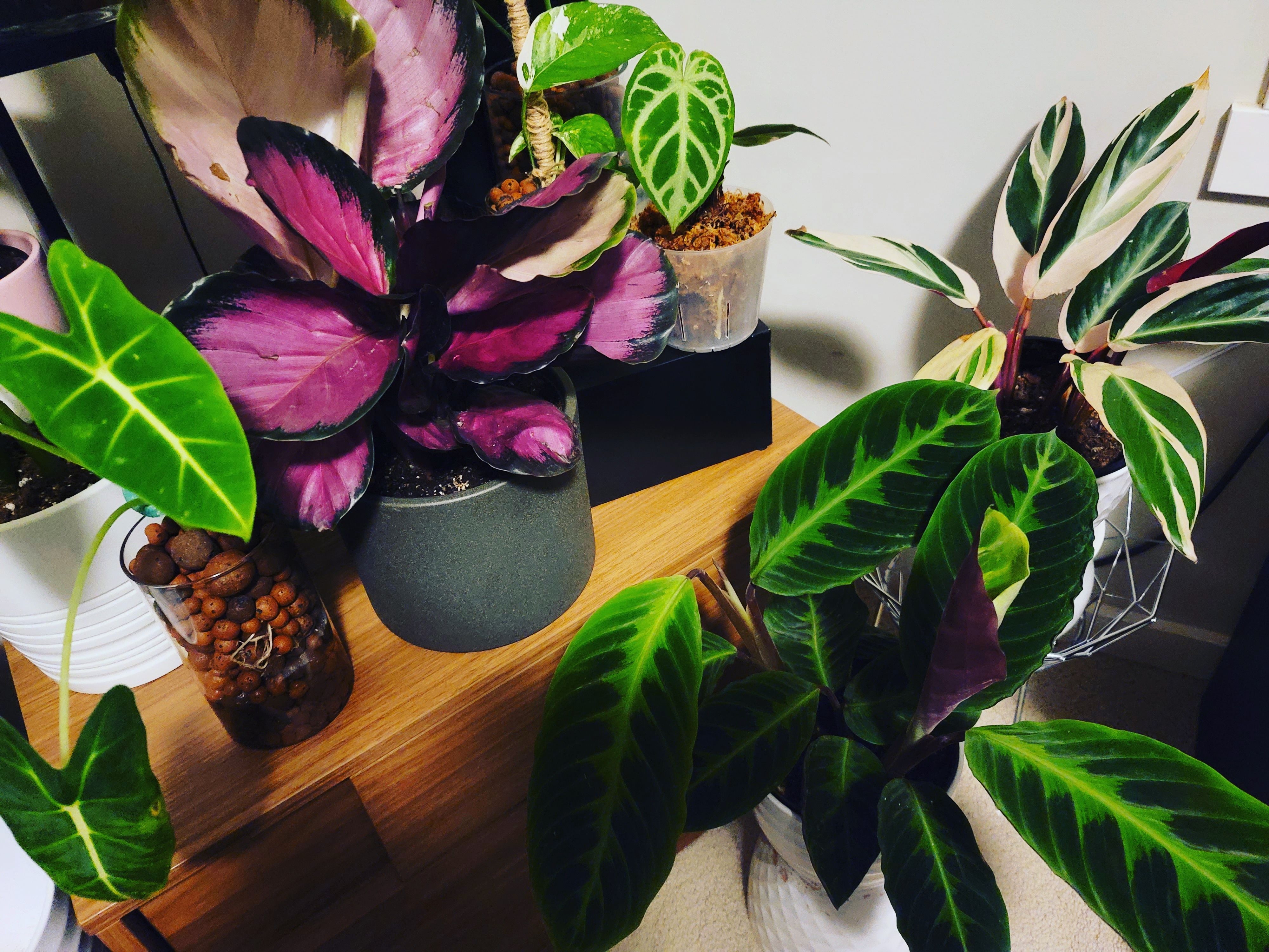 This great species dwarfs all the rest of the Calathea Jungle Reddit Post And Comment Search Socialgrep