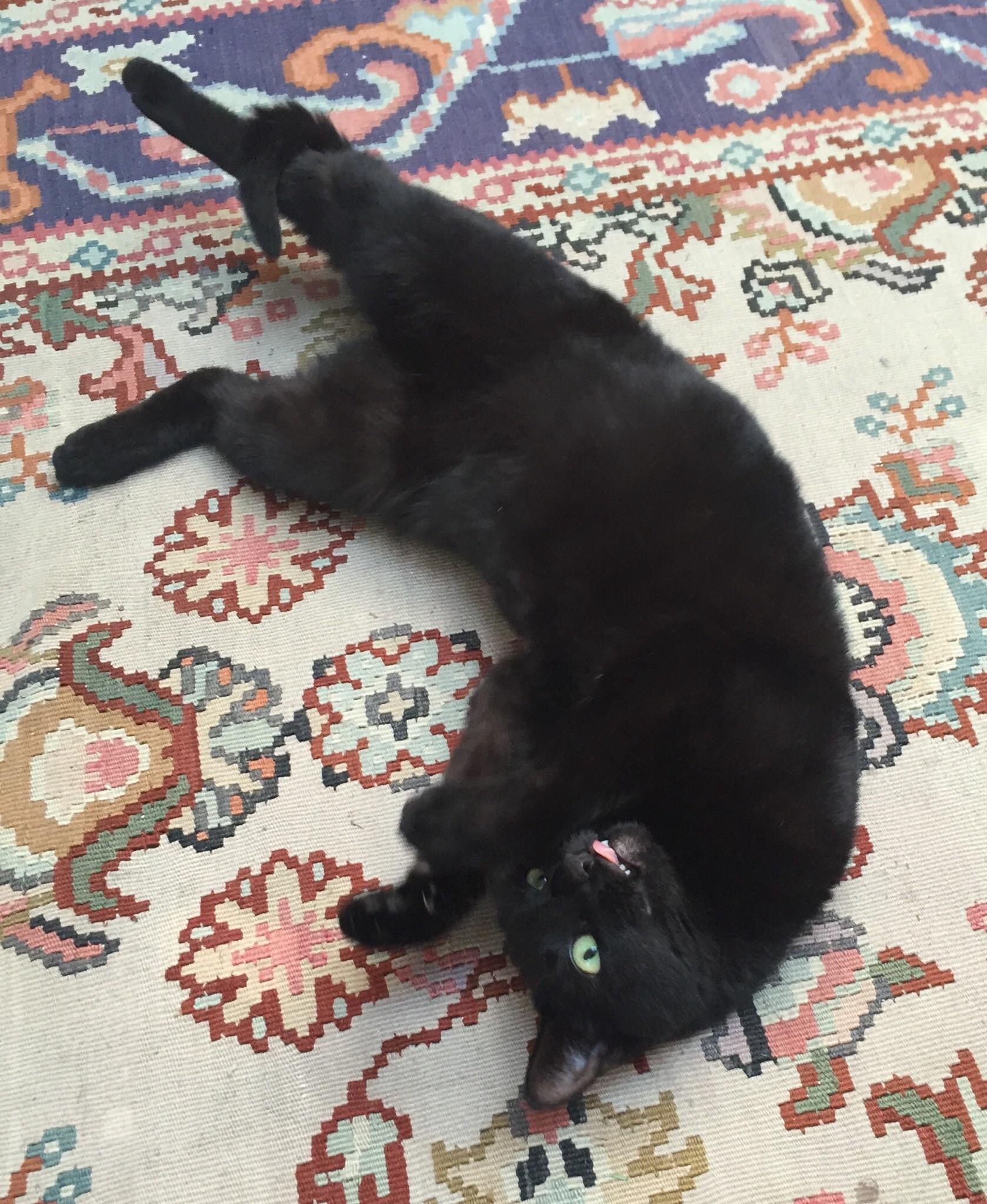 Can someone fix my cat