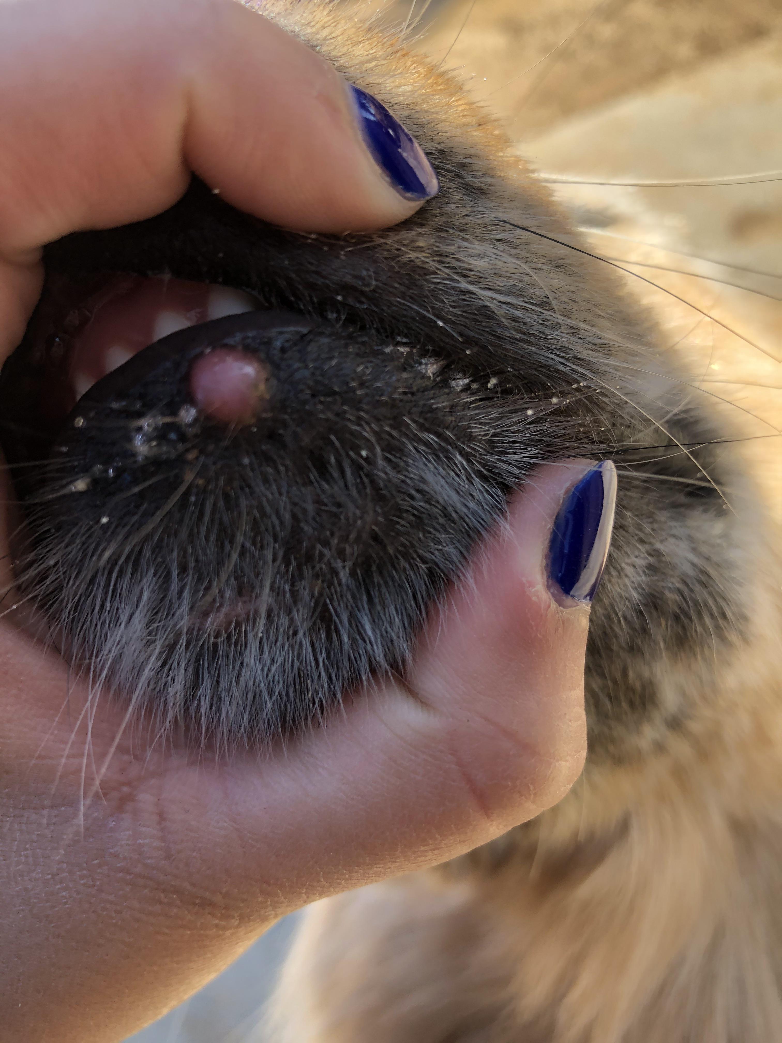 Canine acne is an inflammatory disorder of the lips and the skin of the muzzle. My Dog Has A Bump On His Lip At First It Was Way Smaller And I Didn T Think Anything Of It It Could Be A Scar From Playing With The Other Dogs