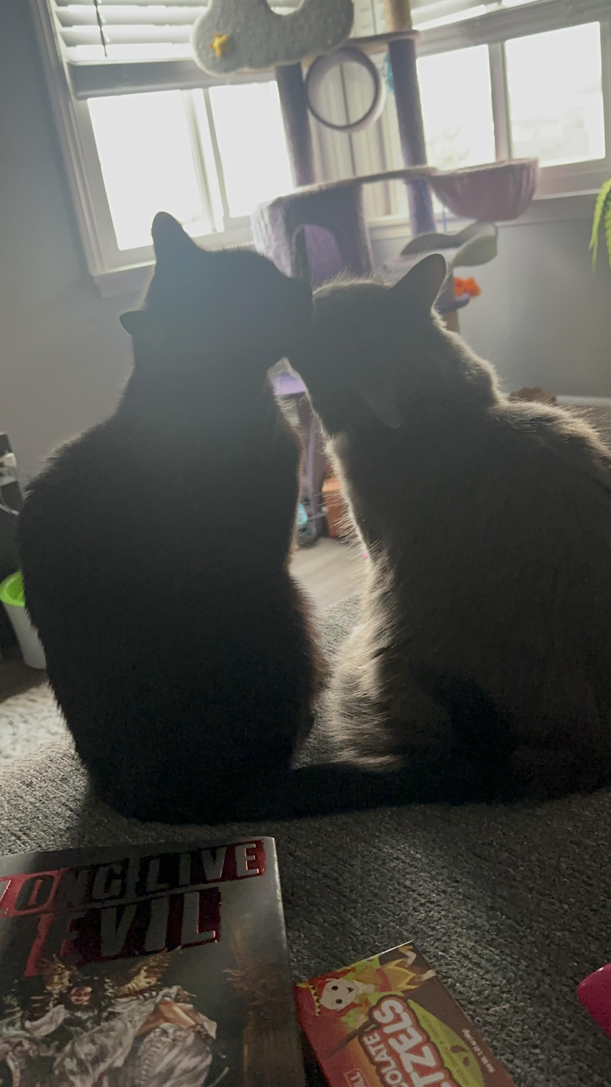 Why do my cats force each other to get licked??? : rcats