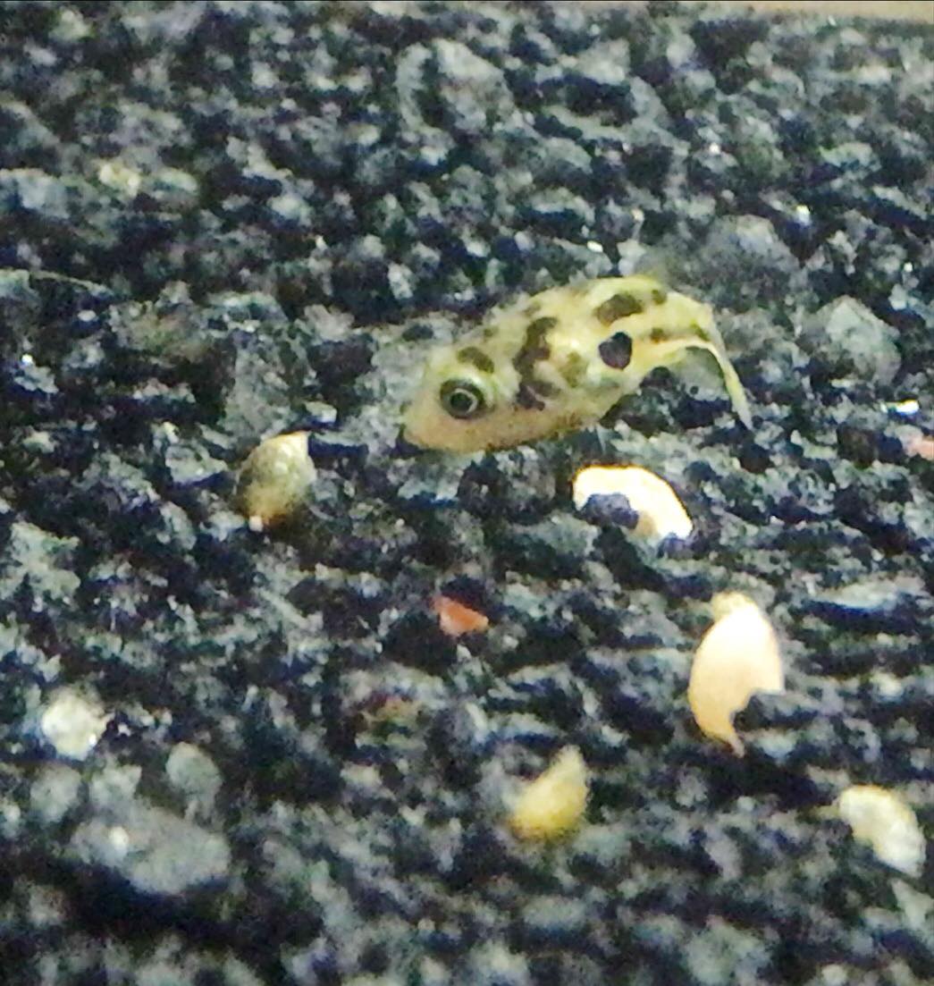 10 Aquatic Bladder Snail Pond Snails Live Fish Food Dwarf Puffer Loach Food Ebay You select the snail the puffers eye size is a decent rough measure or snails and pick. 10 Aquatic Bladder Snail Pond Snails Live Fish Food Dwarf Puffer Loach Food Ebay They can be kept in a figure 8 pufferfish tank if the conditions allow it.