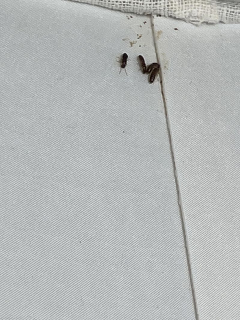 Is This Termites R Pestcontrol - Sunset Backgrounds - Gorgeous High Resolution Collection