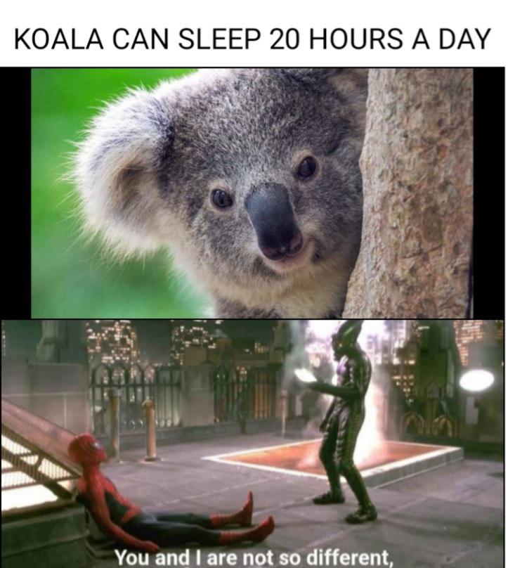 Smile is all you need.” looking for funny jokes? I Am Koala R Memes Of The Dank