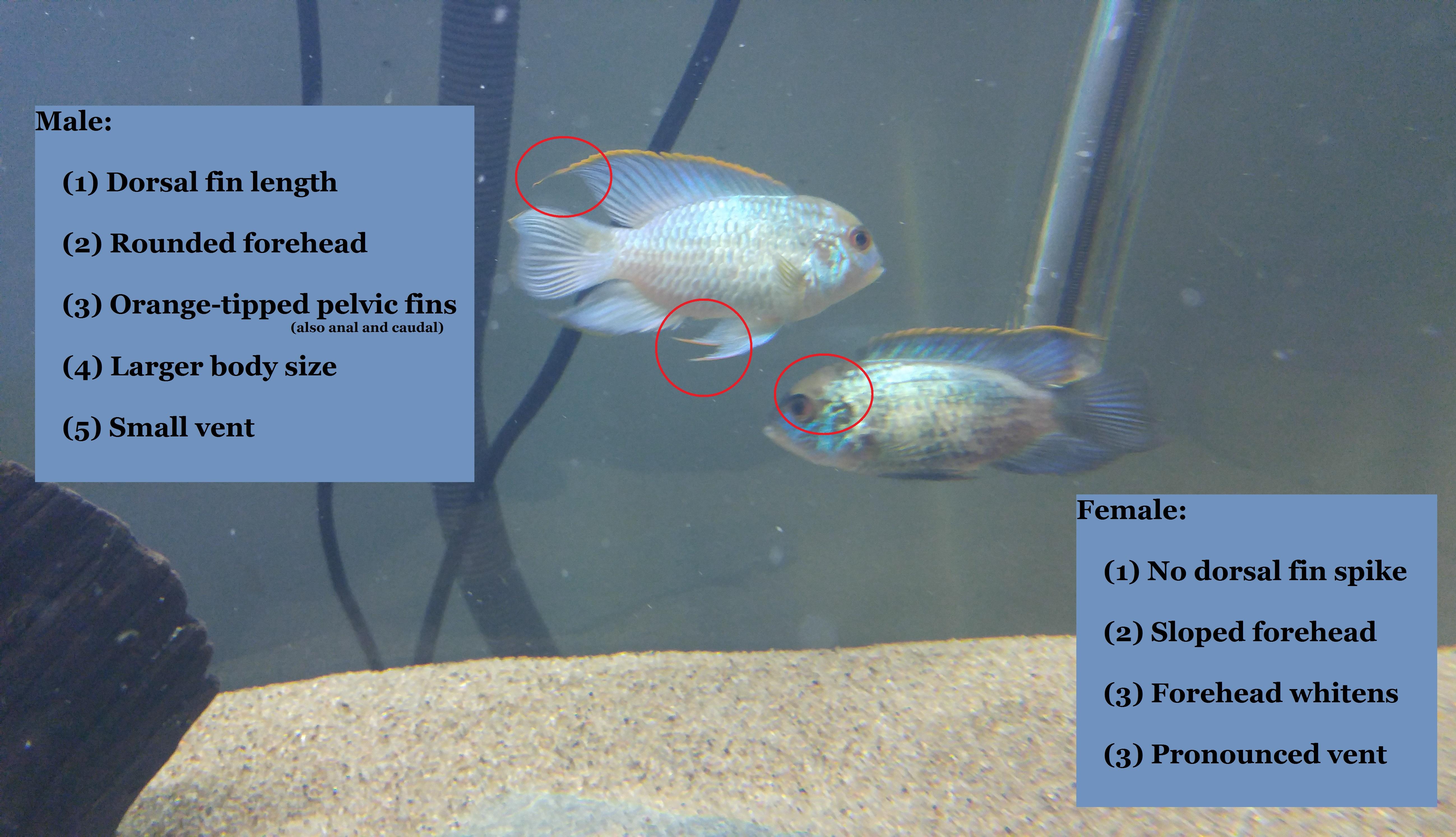 My Breeding Pair Of Electric Blue Acara Cichlid At the store I bought them at while watching them in the tank I was pretty convinced that the two were an established pair.