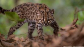 Bolivia: New cat species discovered by scientists