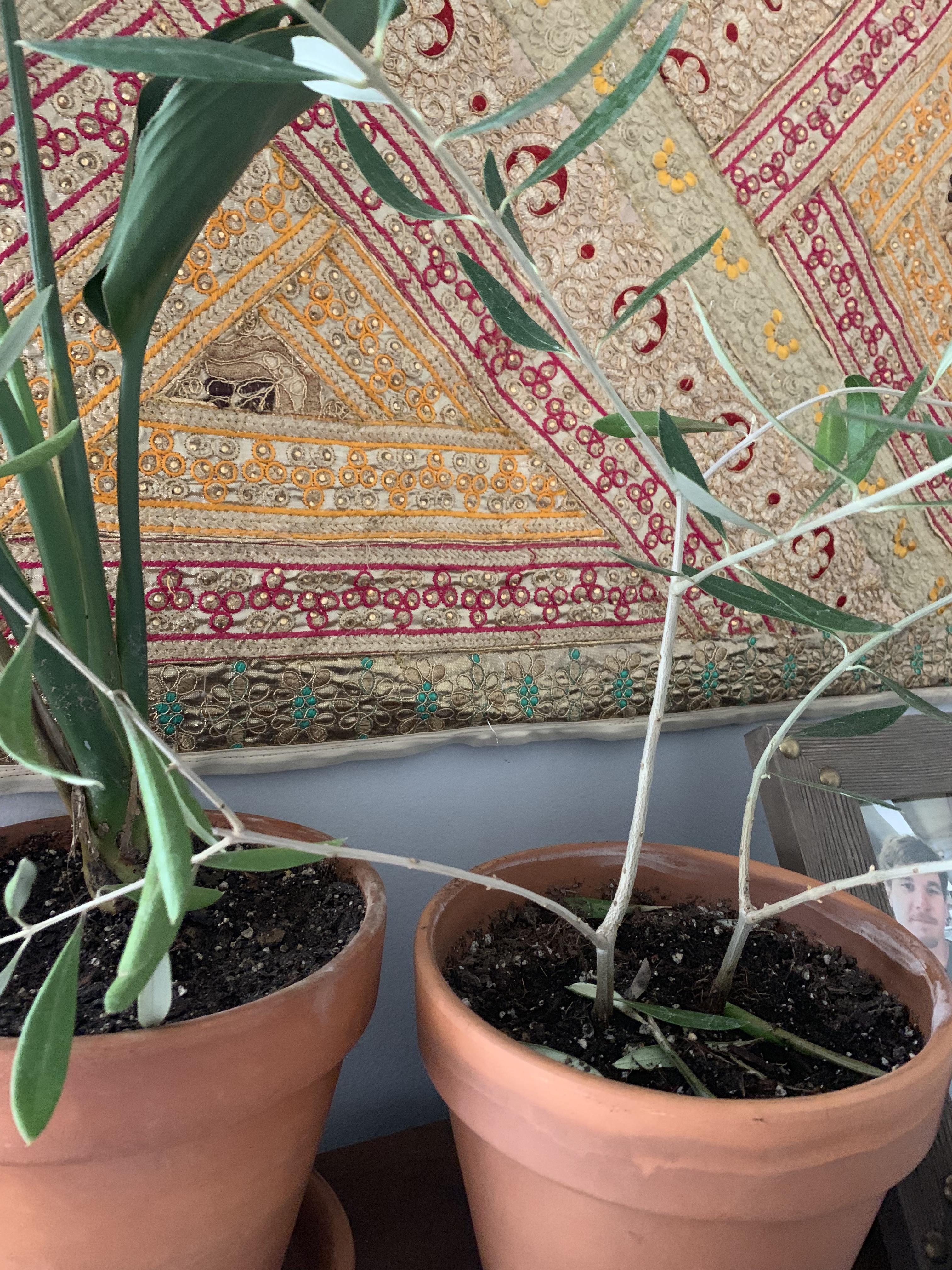 Trader Joe S Christmas Tree The Perfect Holiday Decor For Your Condo