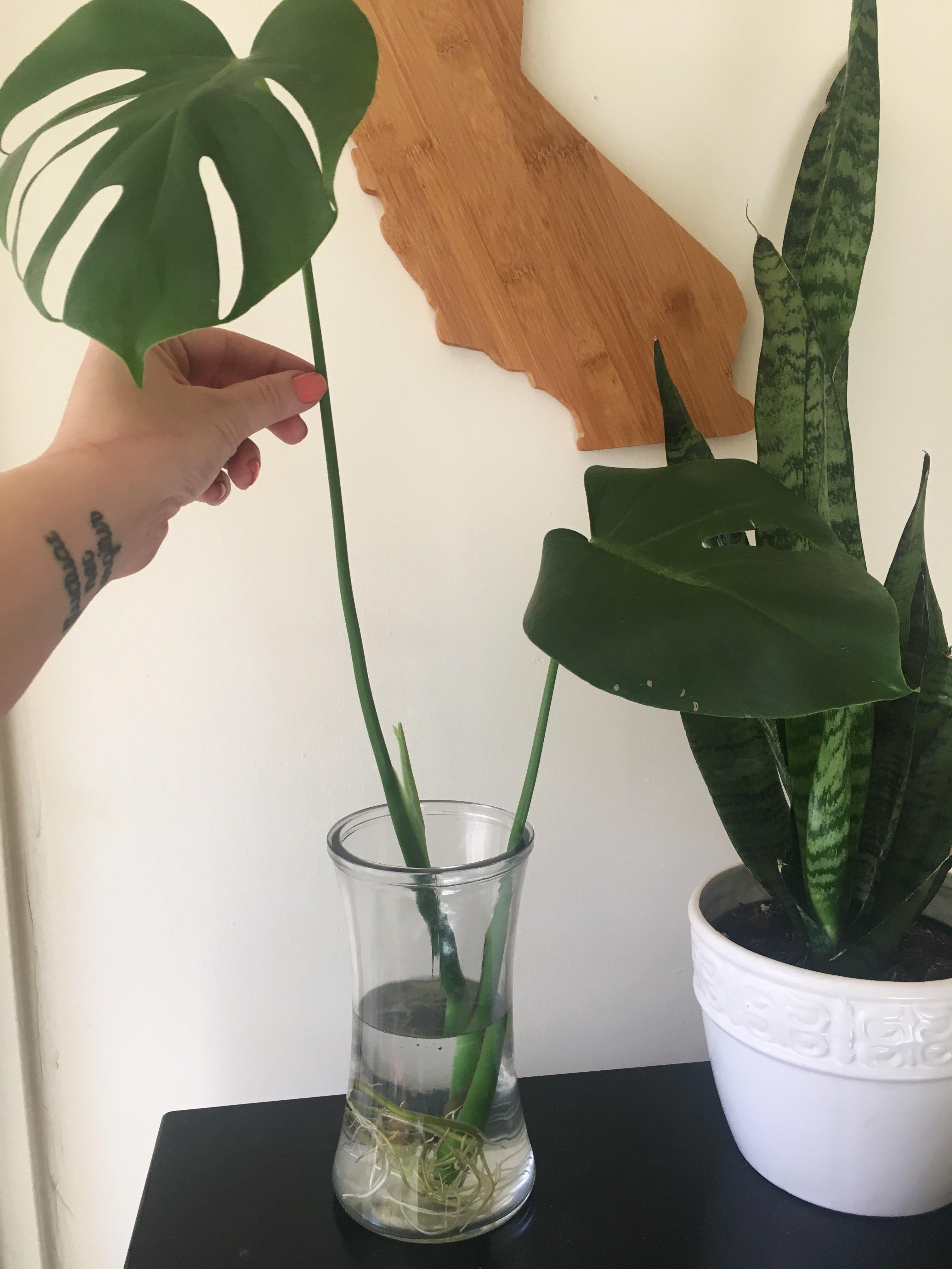 Monstera cutting is growing a new leaf! is it time to pot it?
