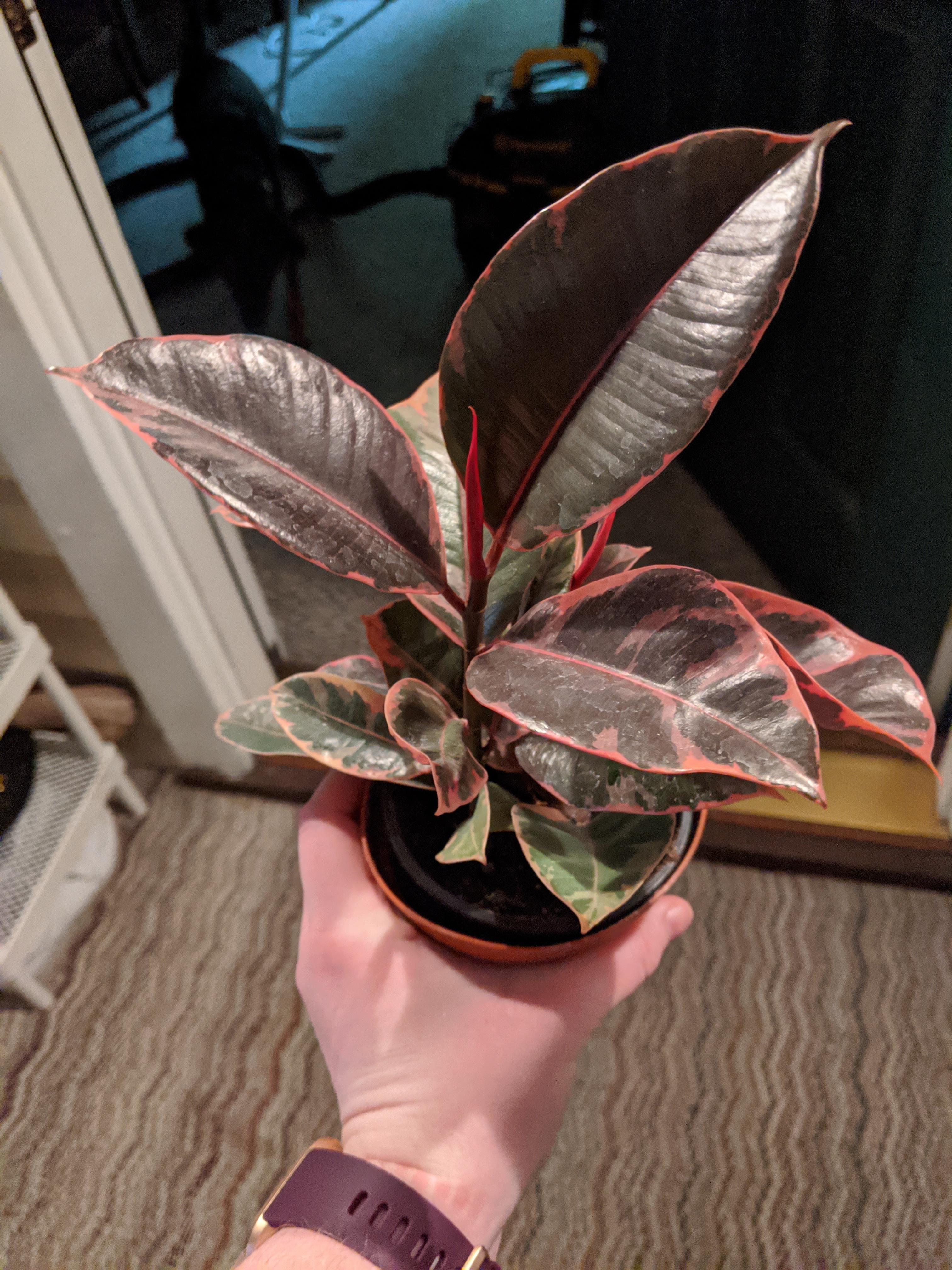 What variety of rubber tree is this?