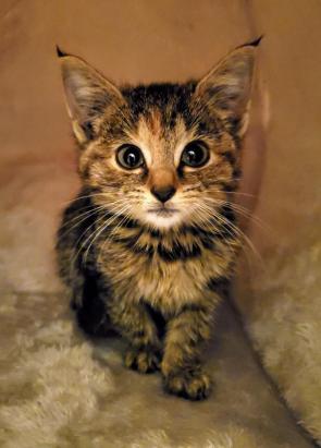 Saved this kitty last year. We kept her!!!!!!