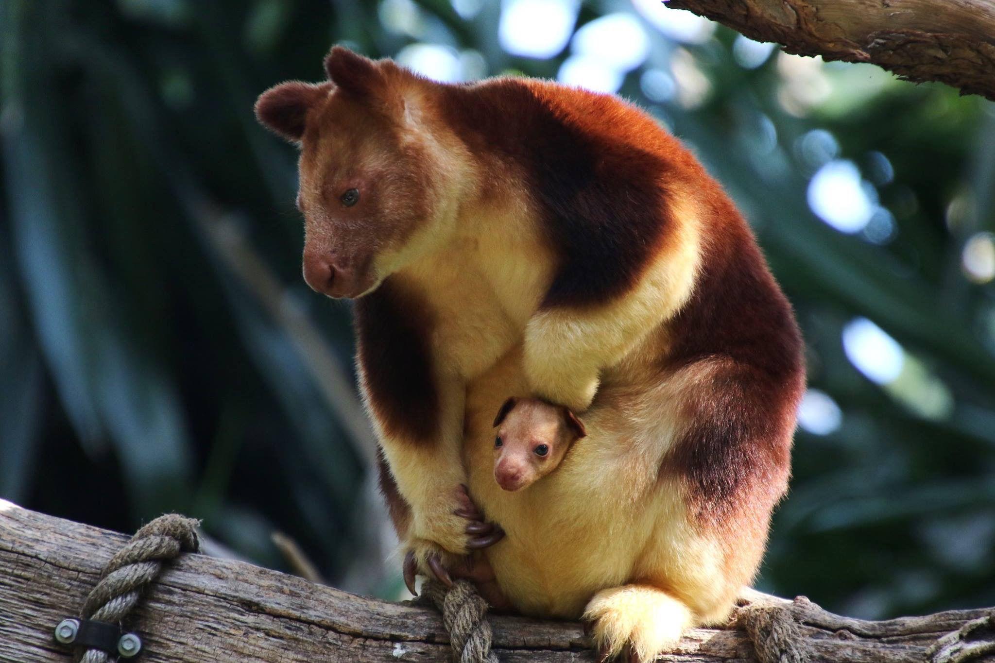 Tree Kangaroos Saved As Villagers Sign Rainforest Conservation Deal Good News Network
