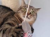 Oc Cat Meme 2 R Cats
