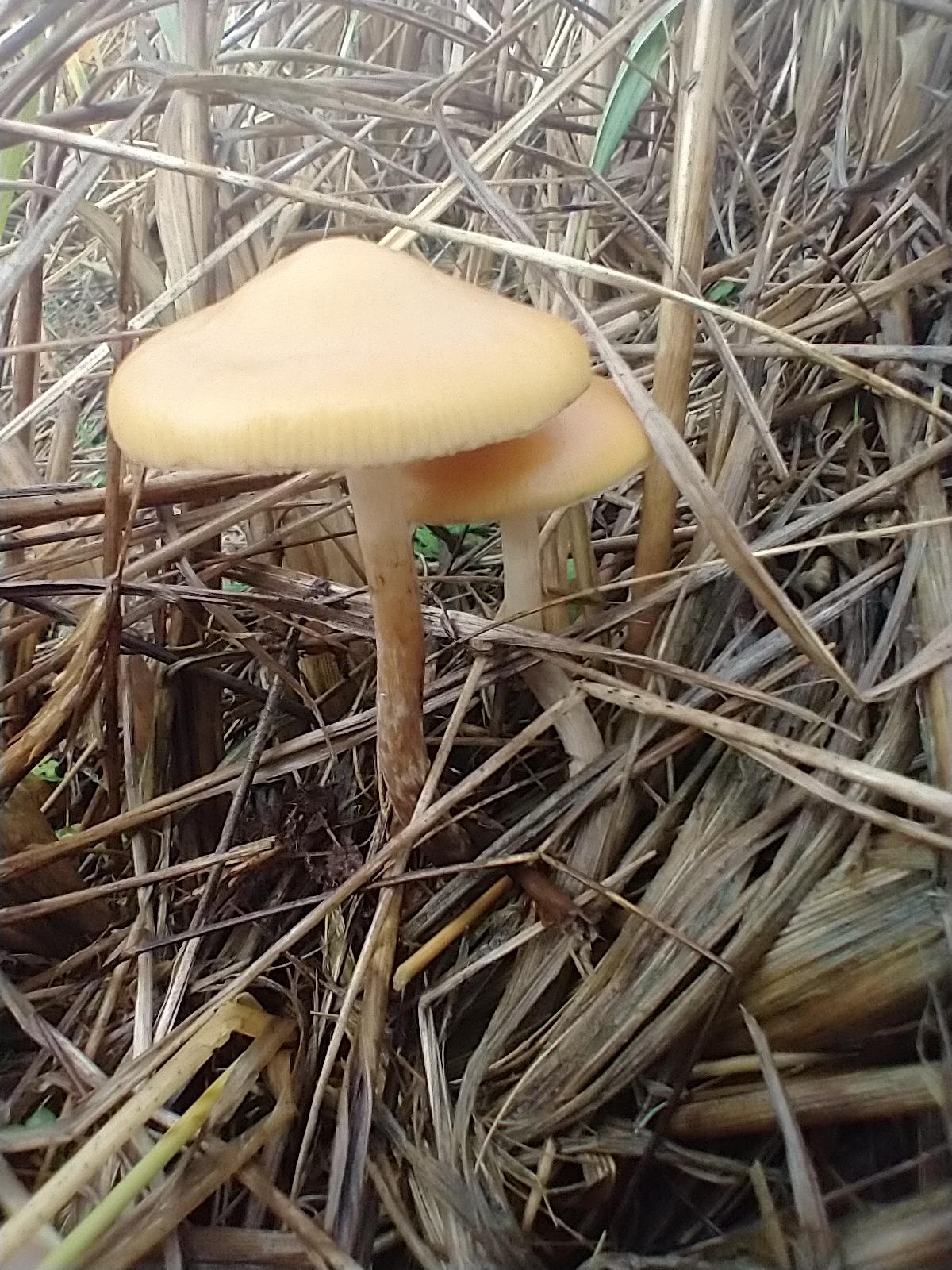 tpnqvsmjxctibm on mushroom substrate recipe reddit