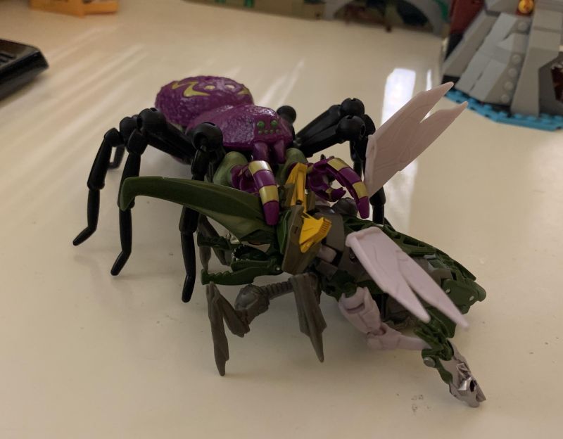 Lunch R Tarantulas - Best City Pictures in HD