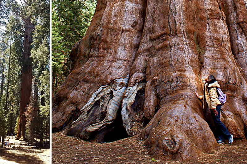Australia S Tallest Trees Australian Geographic