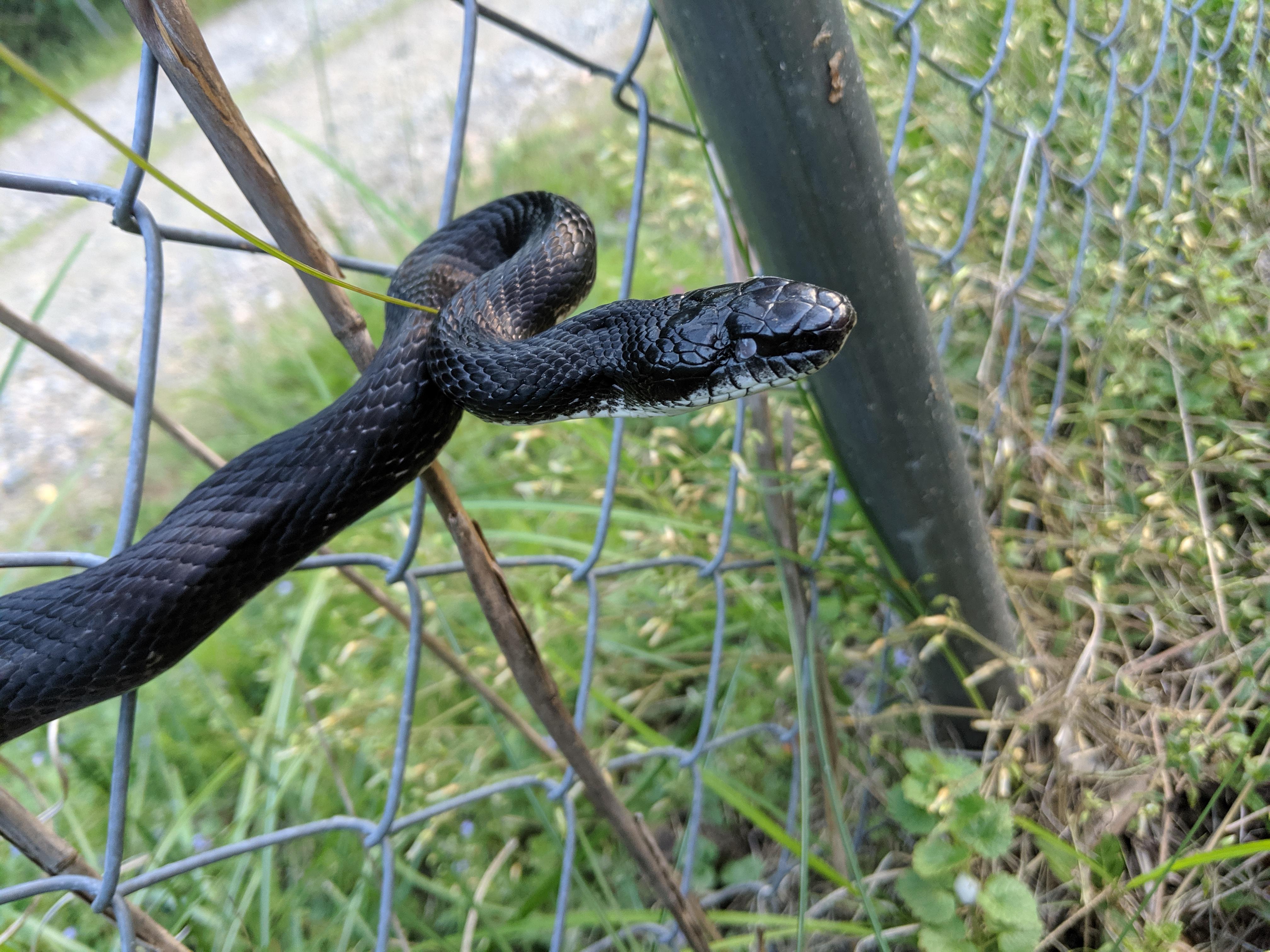 How Stowaway Reptiles Make Their Way To Maine Every Year