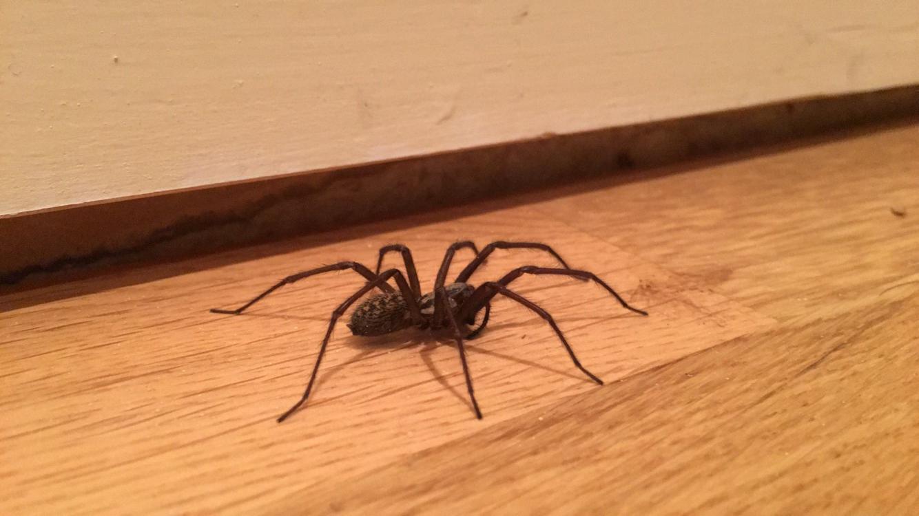 House spiders in the uk can get pretty big!