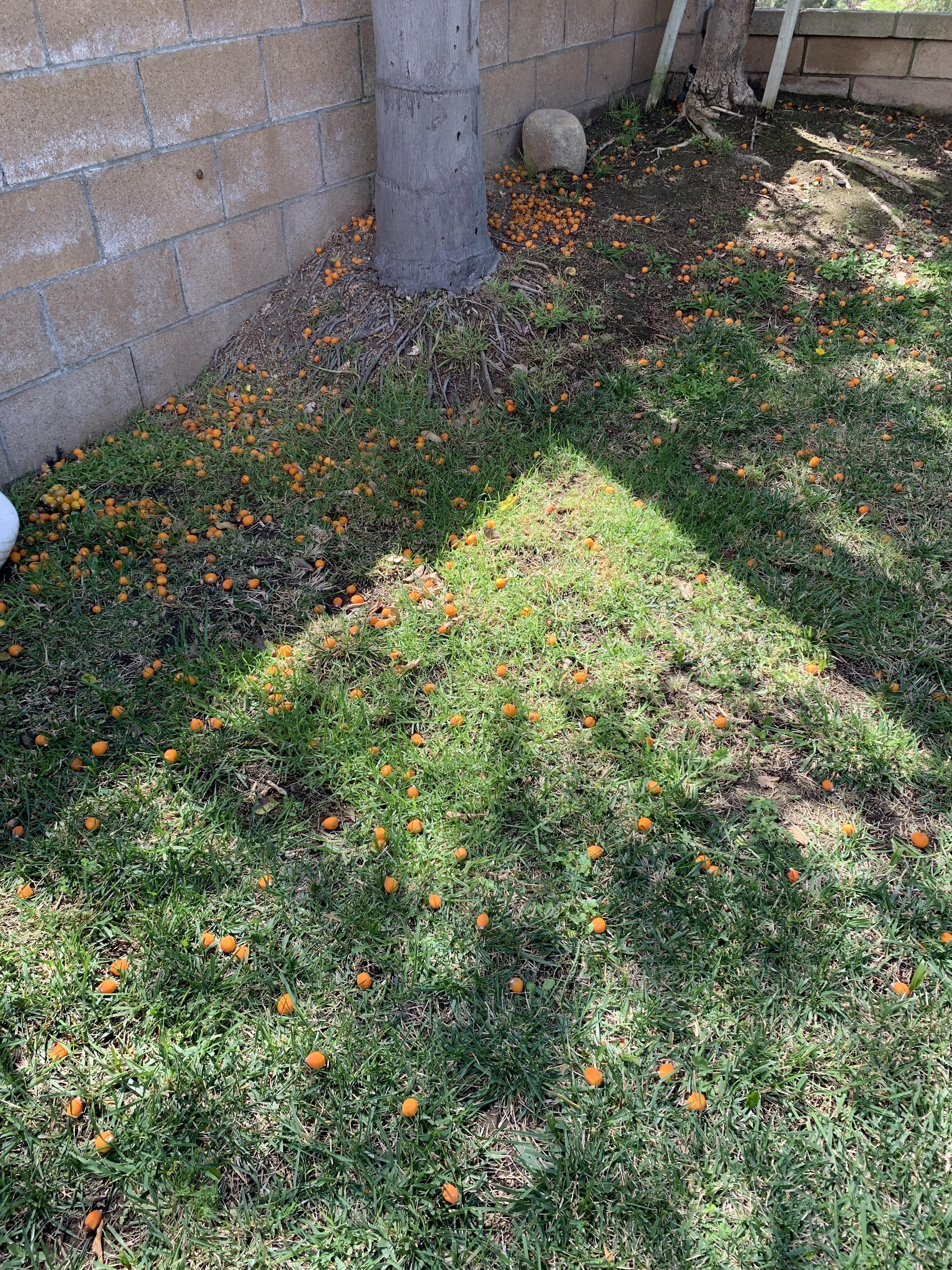 Palm Tree Seeds In Retail Packs From Around The World