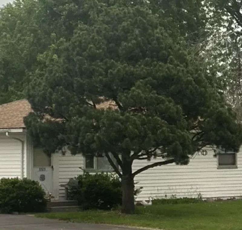 Identification R Plantidentification - Sunset Image Collection - Desktop Quality