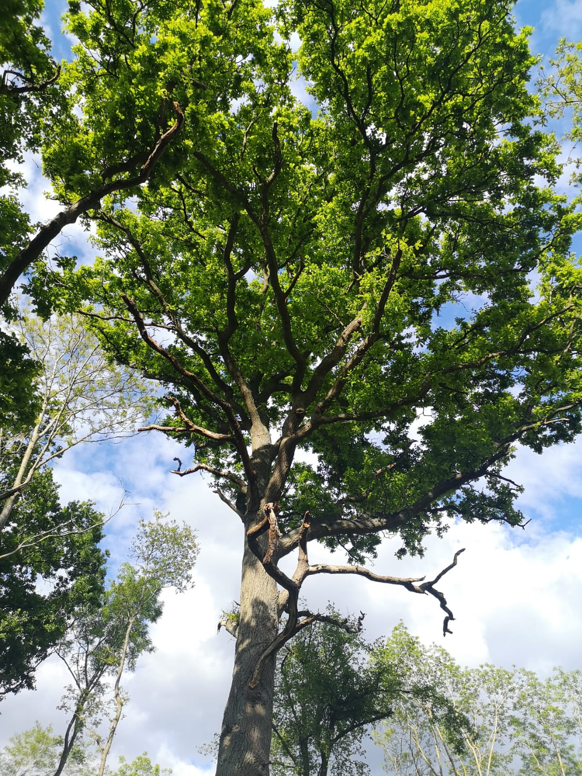 Mighty Tree Experts Of Fresh Who Can Tell Me What Kind Of Bonsai Tree I Received For My Birthday 9gag