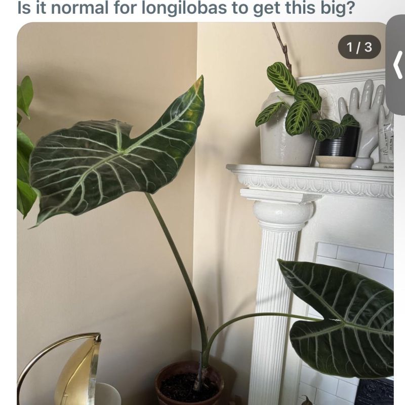 The Algorithm Knows Me Too Well R Houseplantscirclejerk - Gradient Backgrounds - Creative Ultra HD Collection