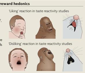 “liking” reaction