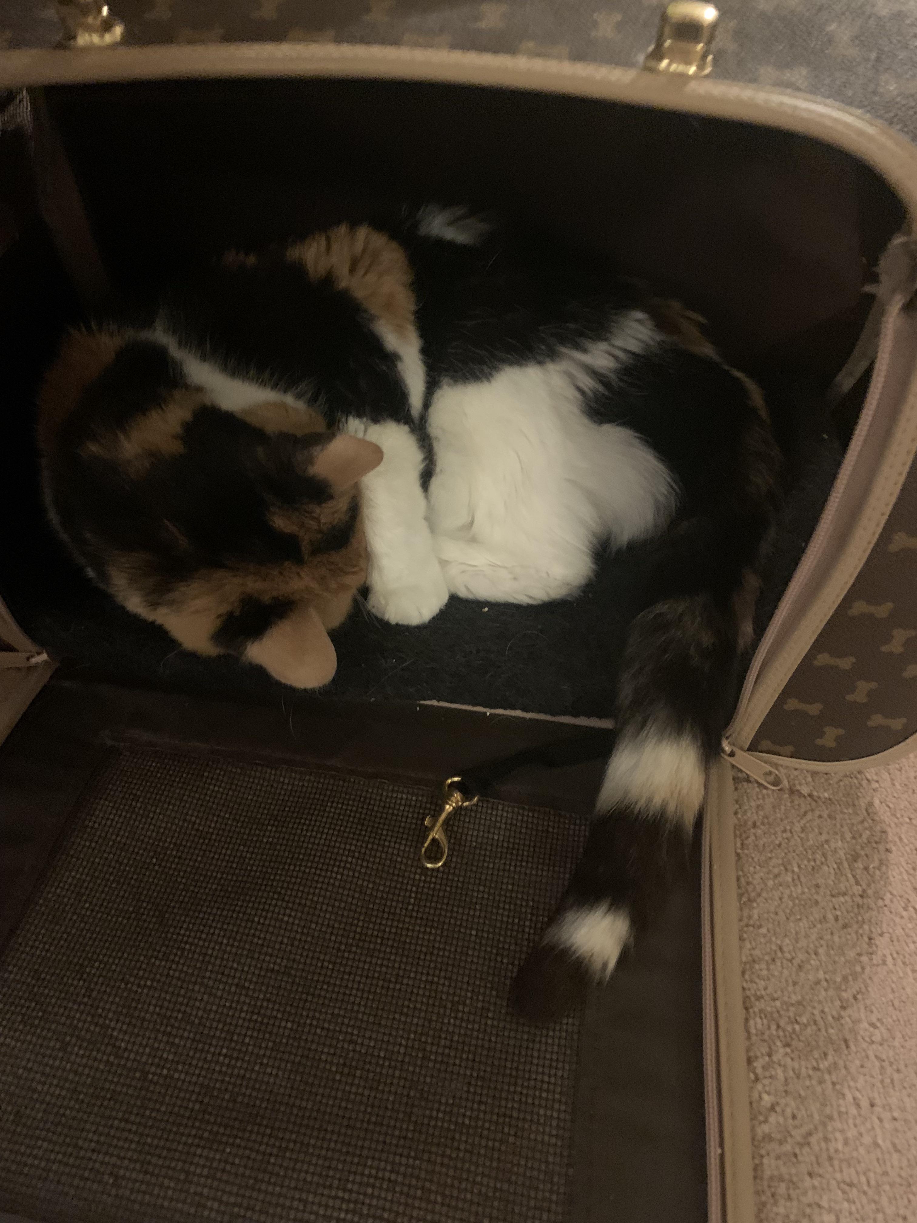 After 19 long years, the time has finally come to have my beloved cat put down! i have been