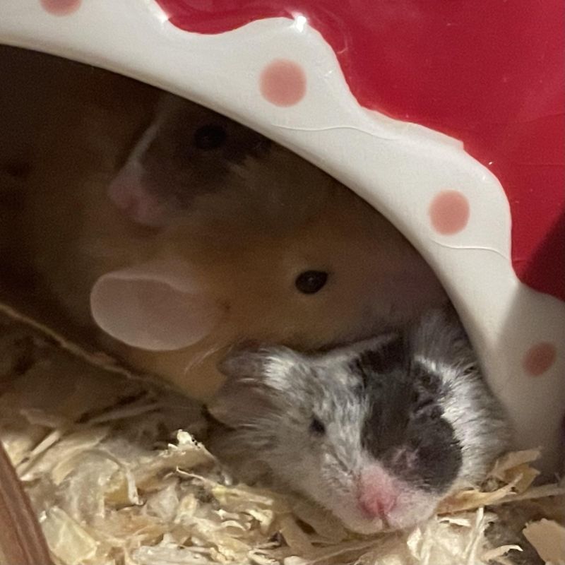 Cuddle Puddle R Petmice - High Quality Full HD Abstract Images | Free Download