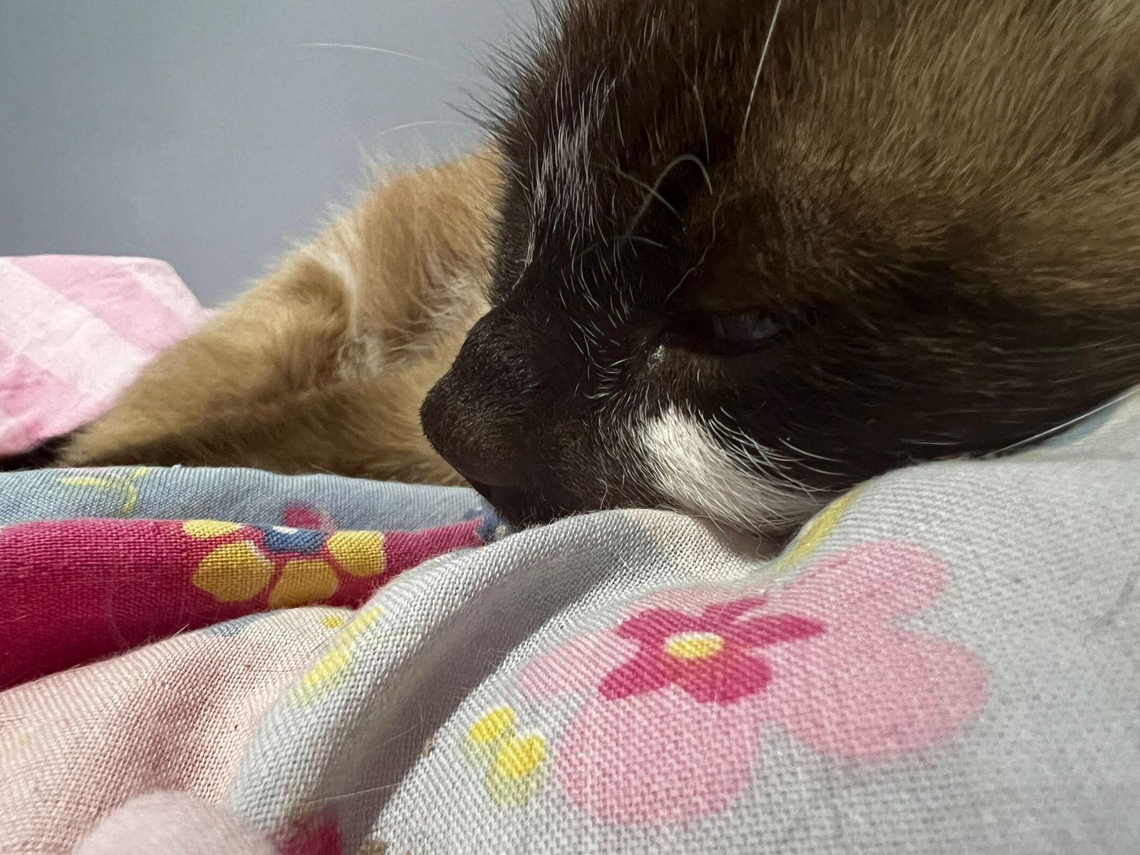 Gato com nariz inchado e espirrando muito : rApoioVet