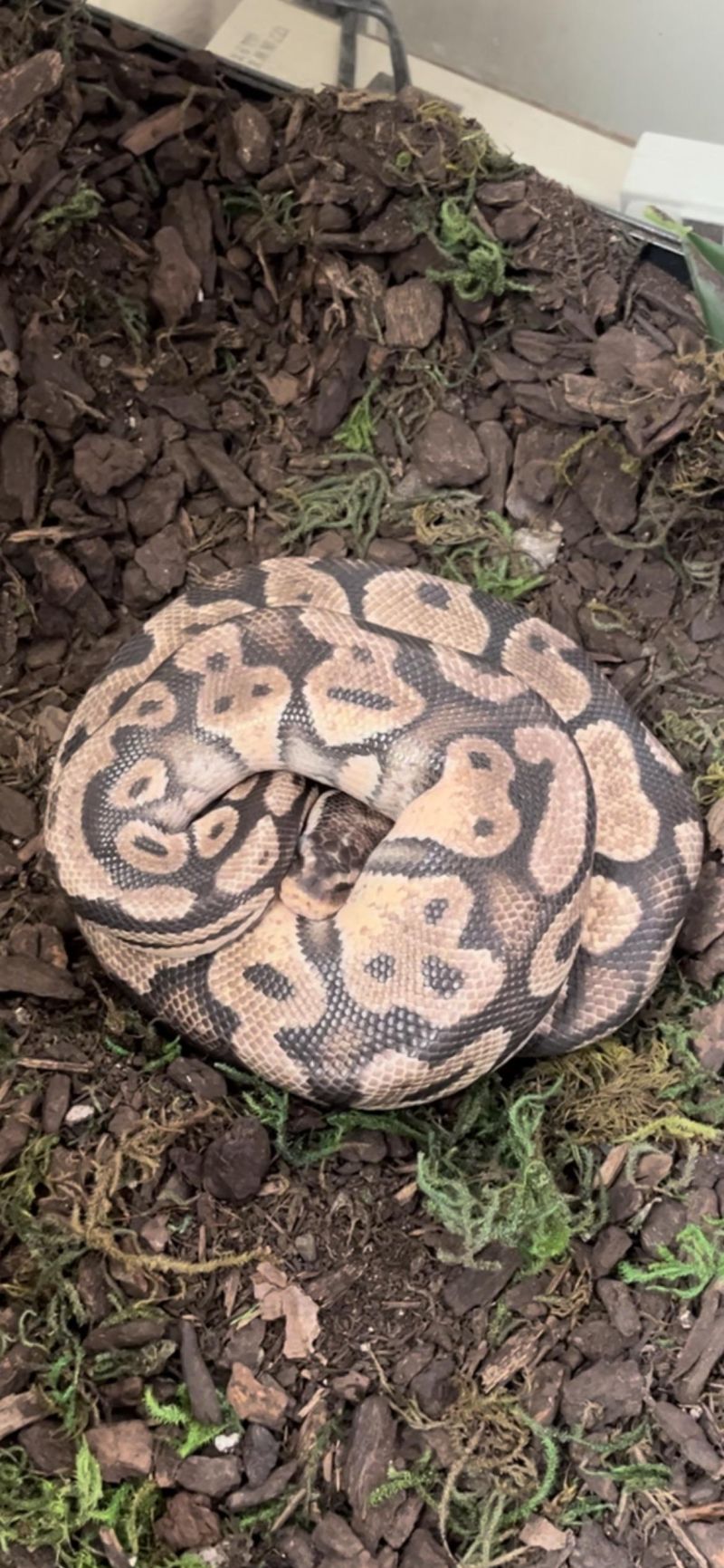 Ball Python Often Imitated Never Duplicated - City Photos - Gorgeous HD Collection