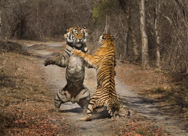 Tiger Safari Ranthambhore Travel As Many Places As You