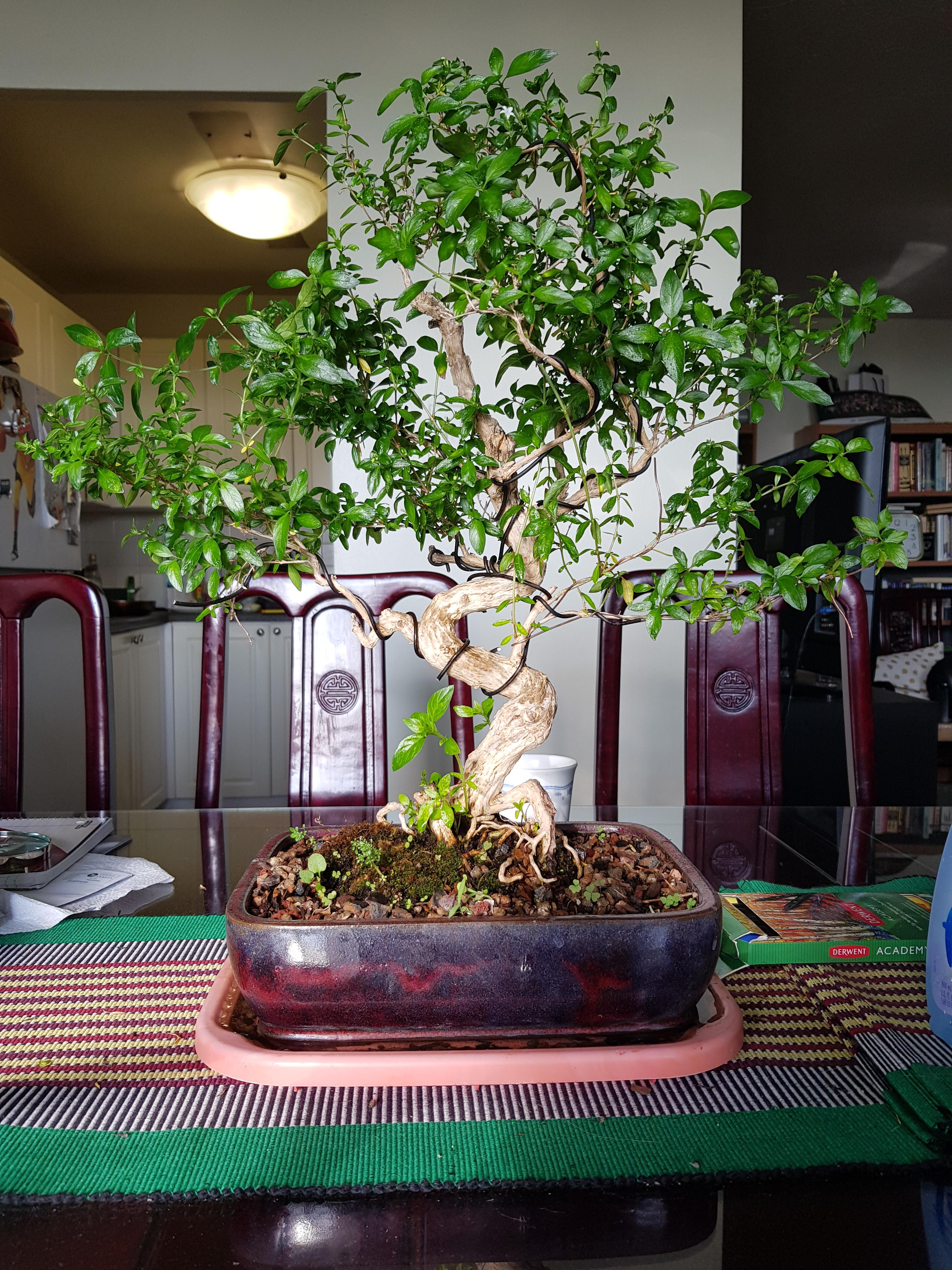 My Serissa Foetida Bonsai