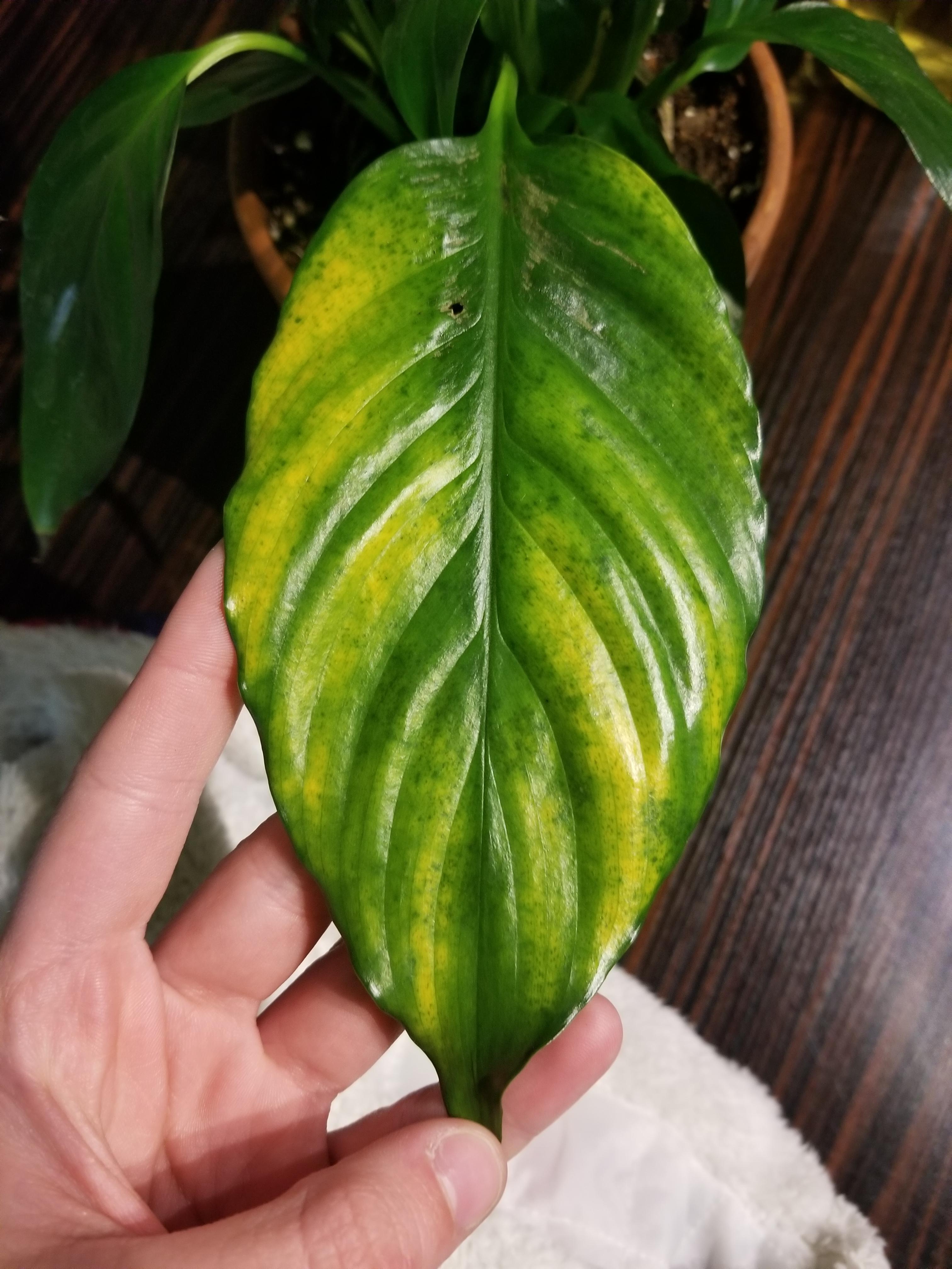 My peace lily has newish leaves that are turning yellow. i know old