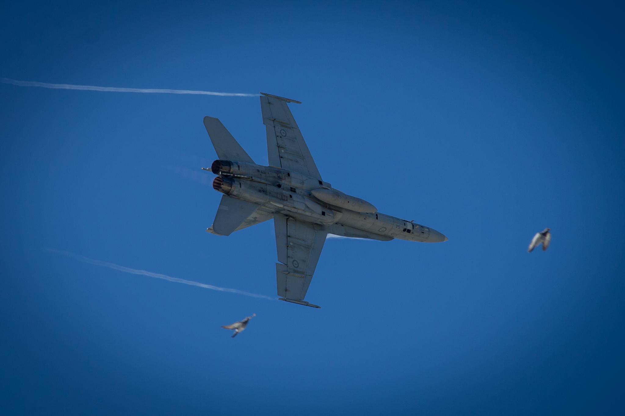 One Raaf F A 18 Hornet Two Scared Pigeons Australian