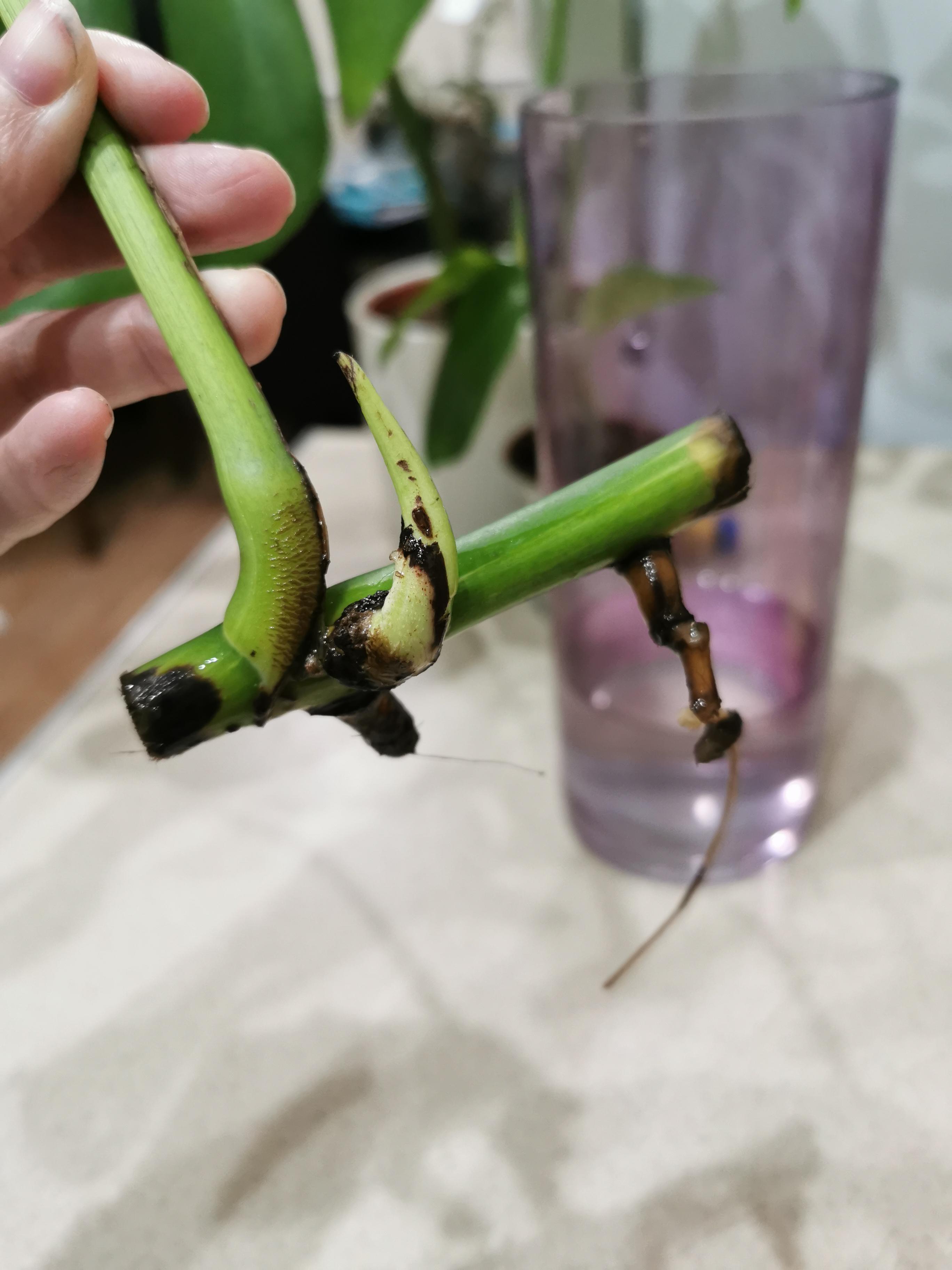 Does this cutting look okay?