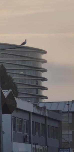 Big bird is watching.