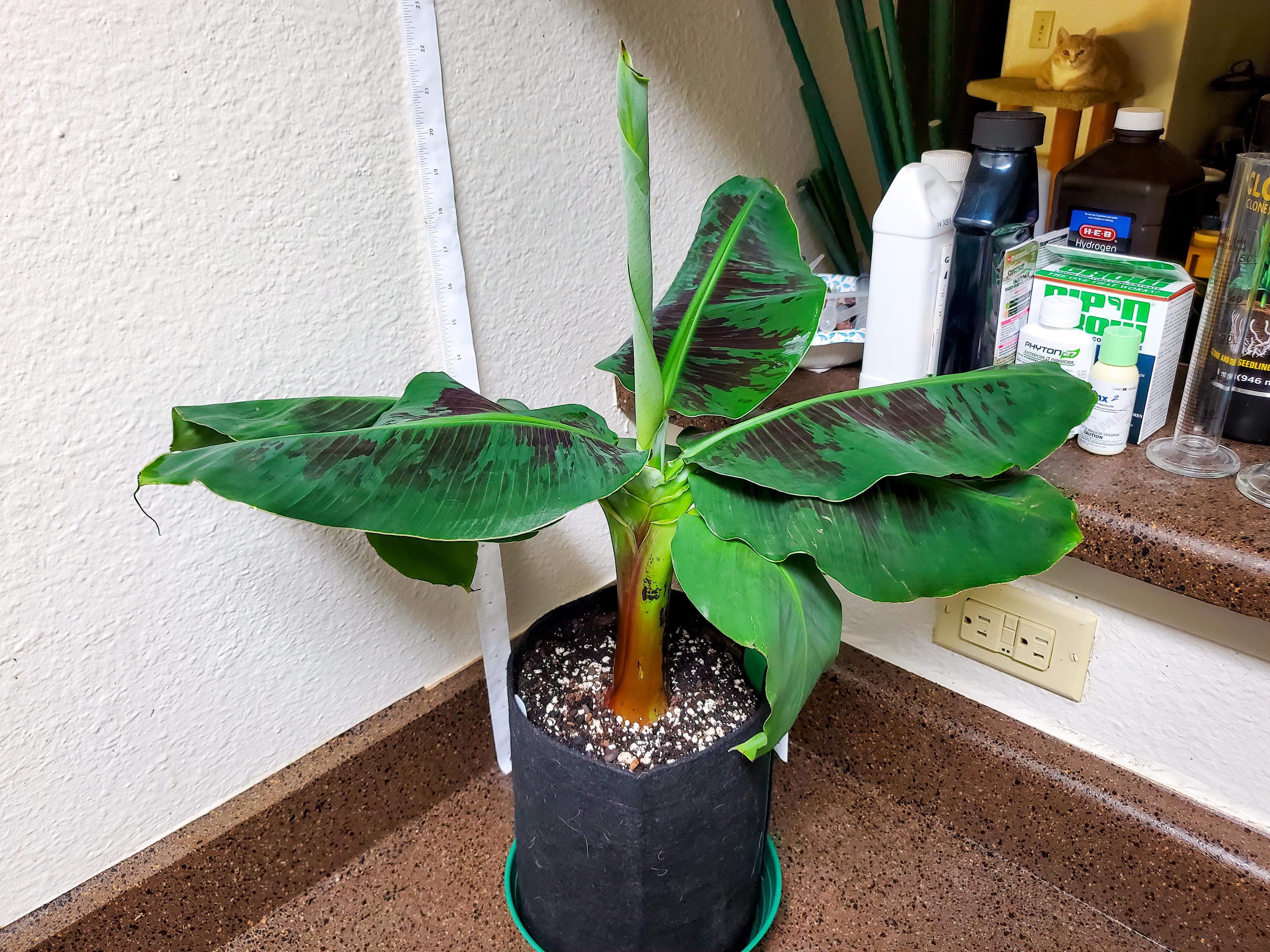 Banana Tree Growing And Advice On Caring For It With Expert Video Advice