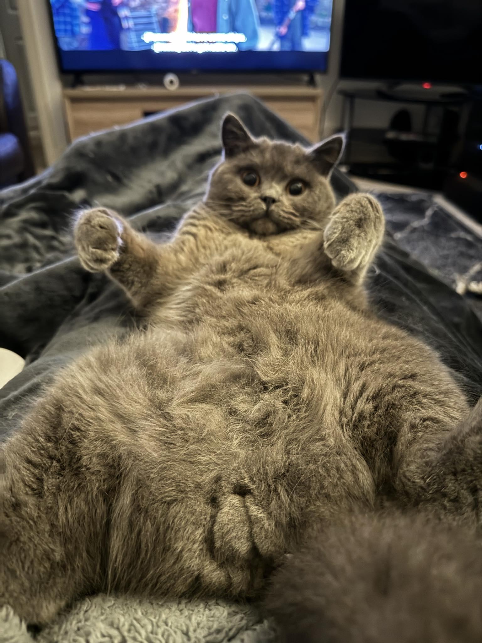 This is my buddy Rýo <3 ( sorry for the underage cat porn) 🤣 : rbritishshorthair