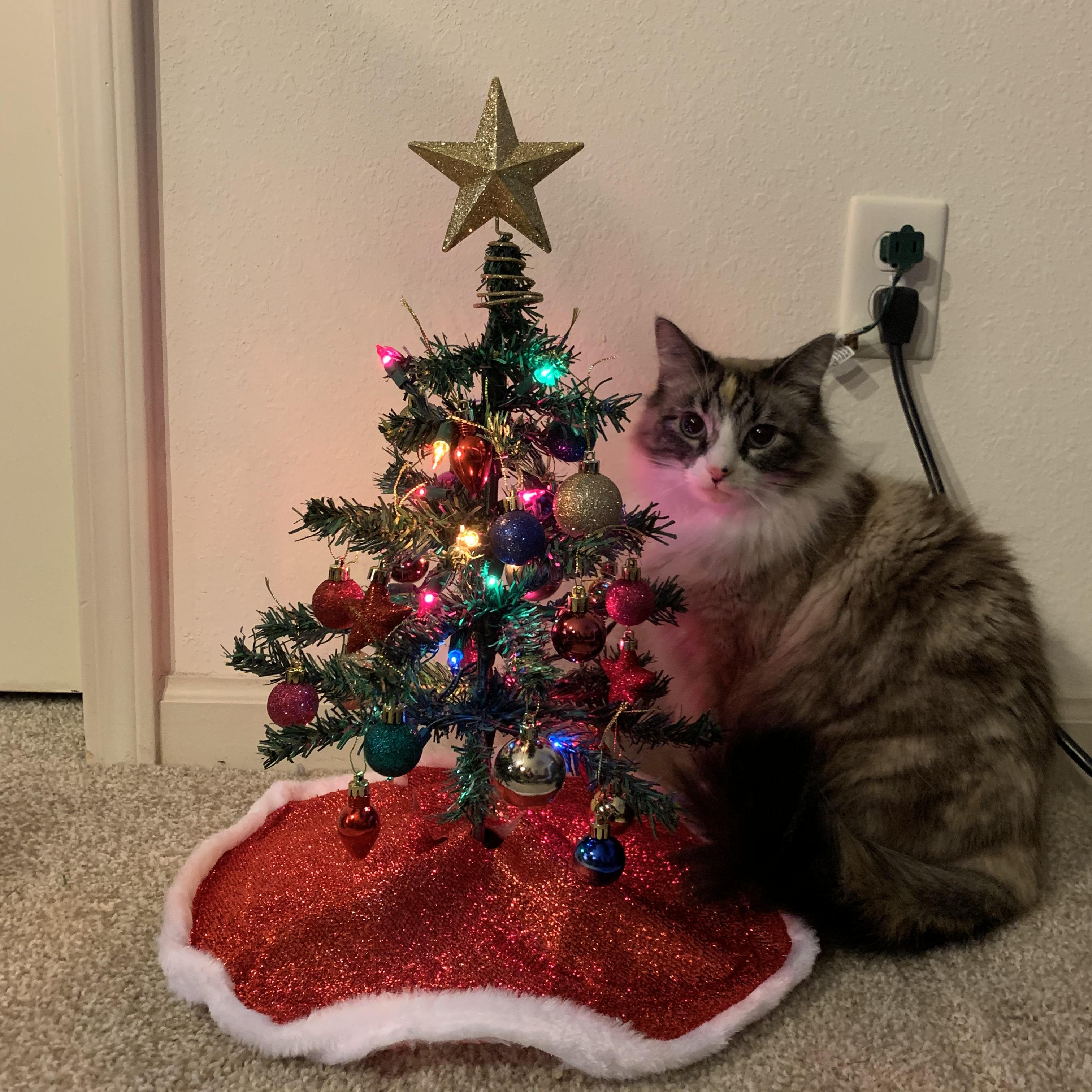 Every item on this page was chosen by a woman's day editor. My Budget Christmas Tree From The Dollar Tree It S Not Much To Look At But It Was 5 And Brought Some Holiday Cheer To My Apartment R Povertyfinance