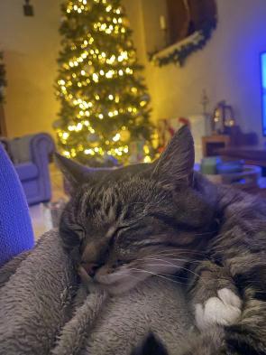 Best thing about having an older cat, she’d rather sleep in front of the tree than destroy it now haha