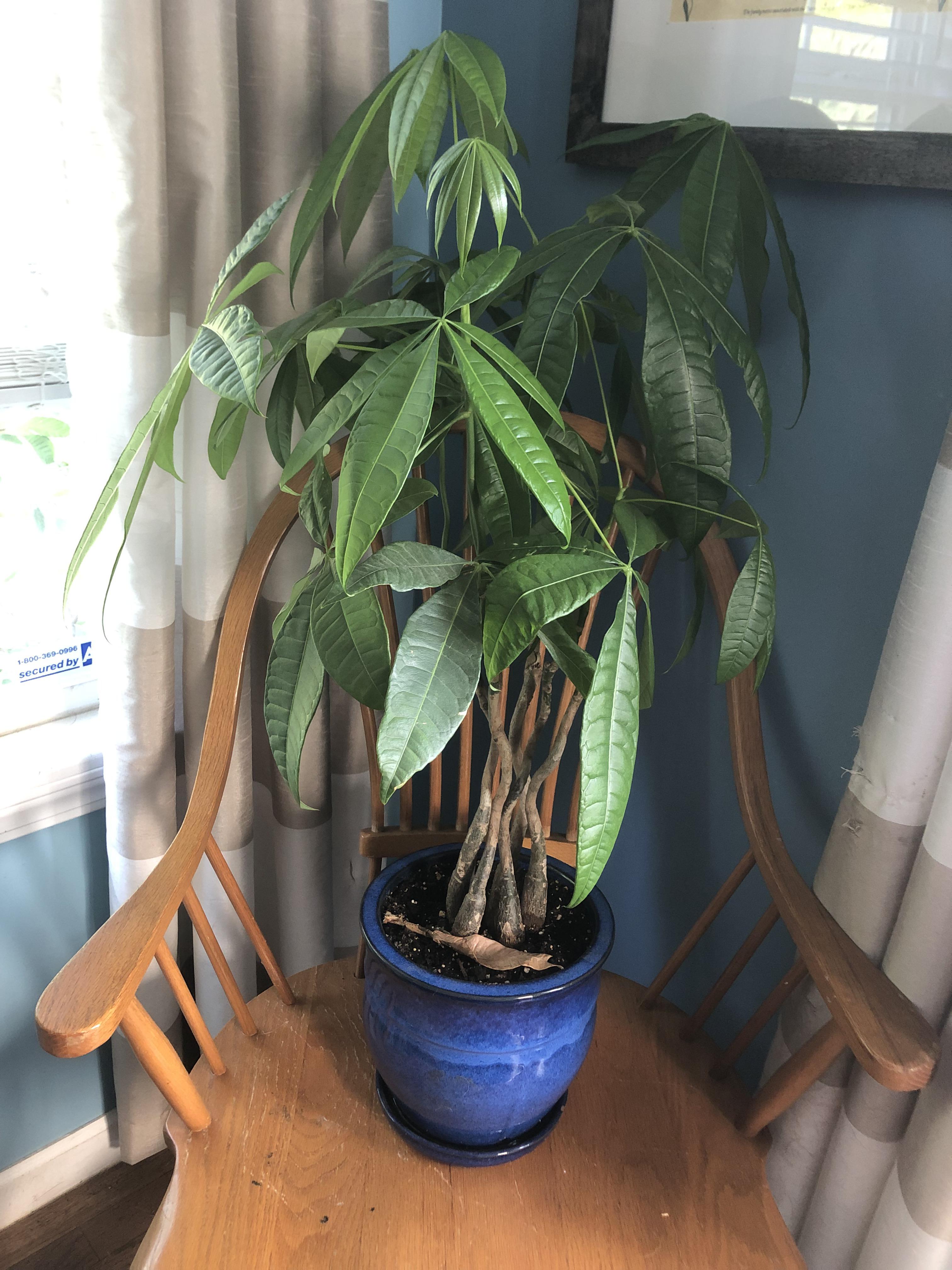 Do I Repot My Money Tree It S Grown Like Crazy Houseplants