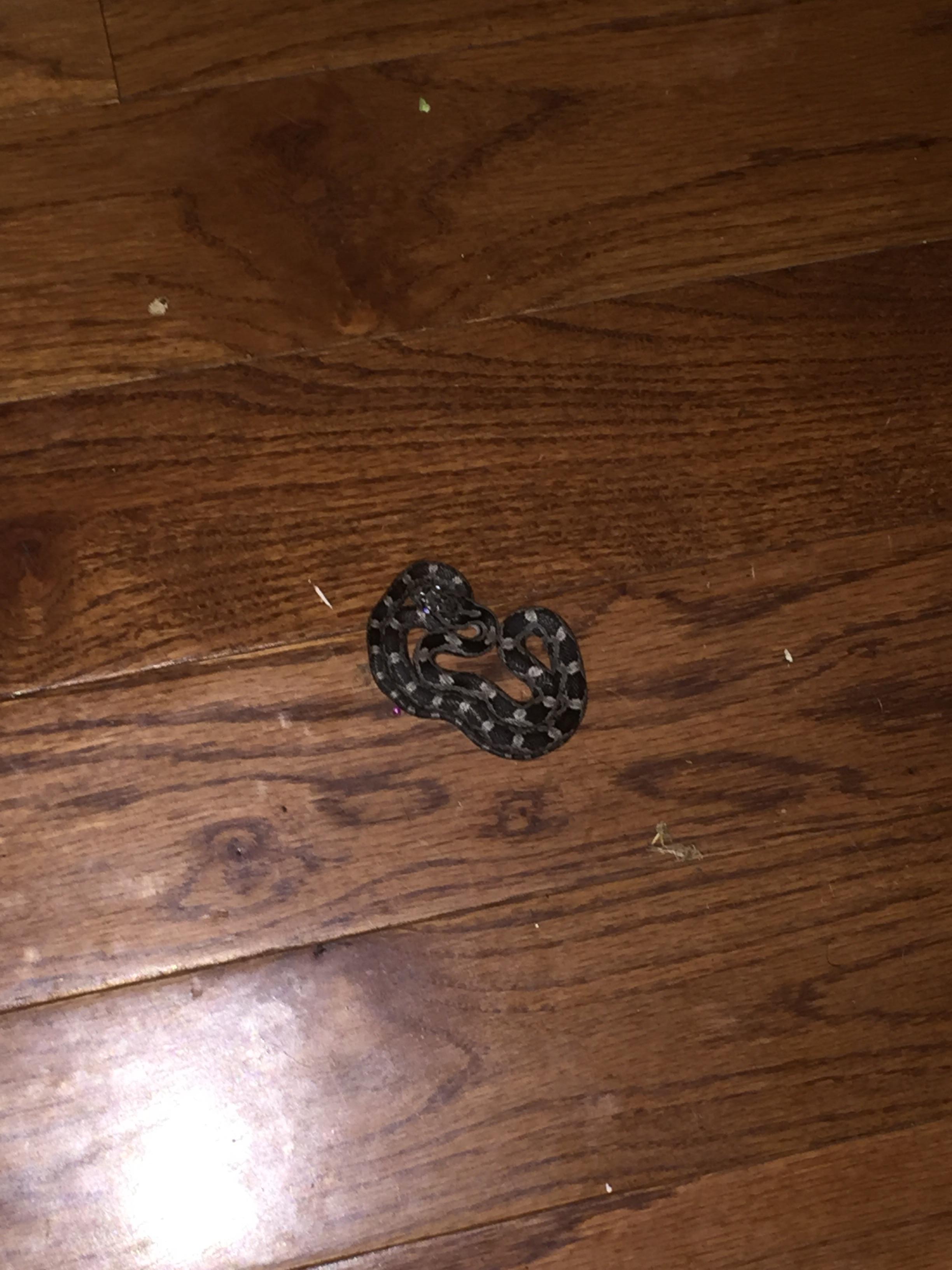 Snake in toilet leads to discovery of two dozen more for ...