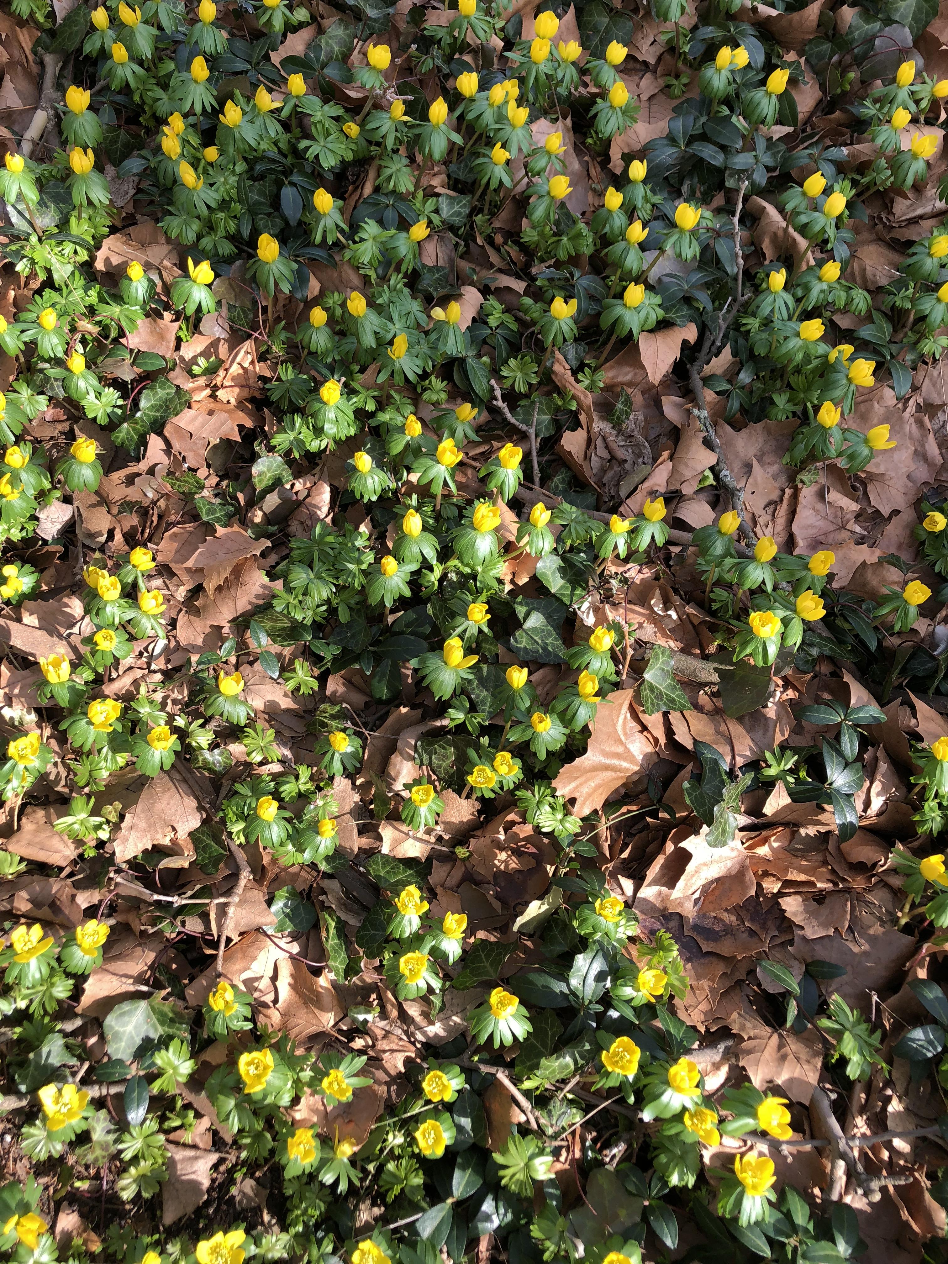 Can anyone tell me what this yellow vine flower is? i'm trying to get rid of ivy and whatever