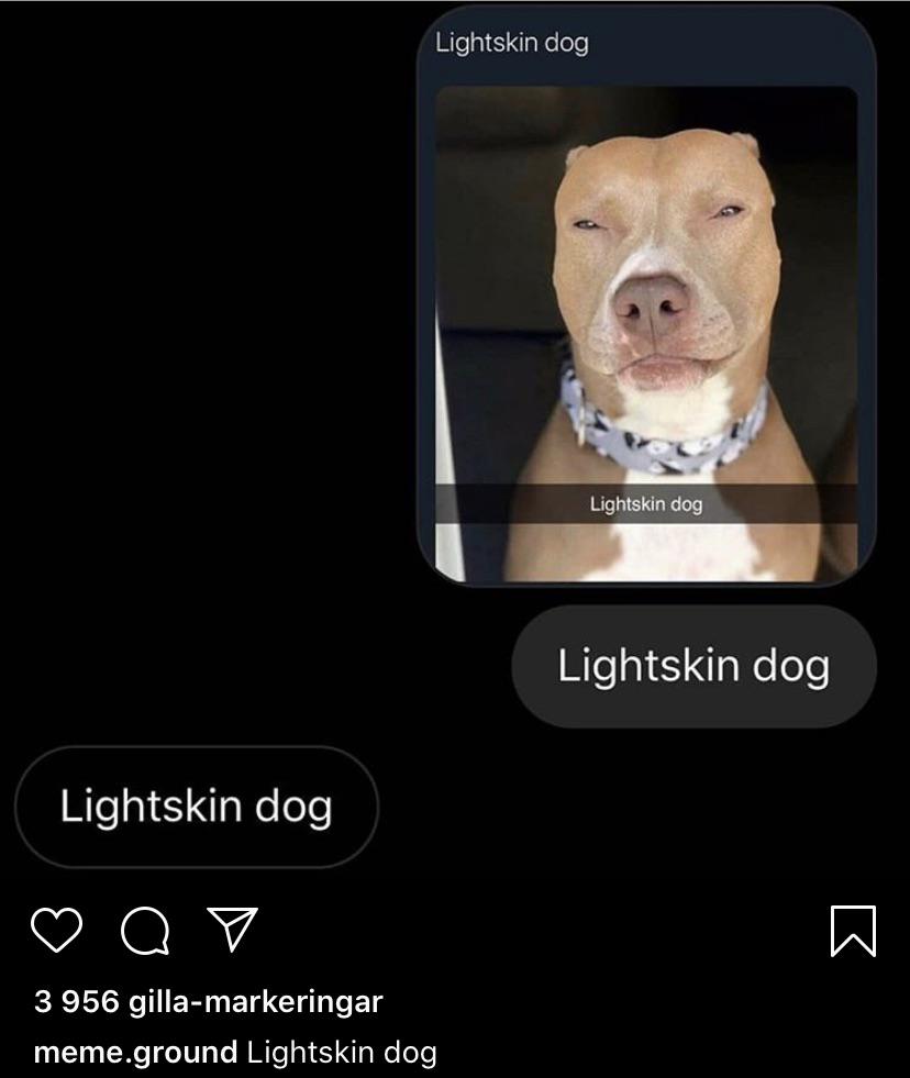 View 11 Light Skin Dog With Beard Kocards