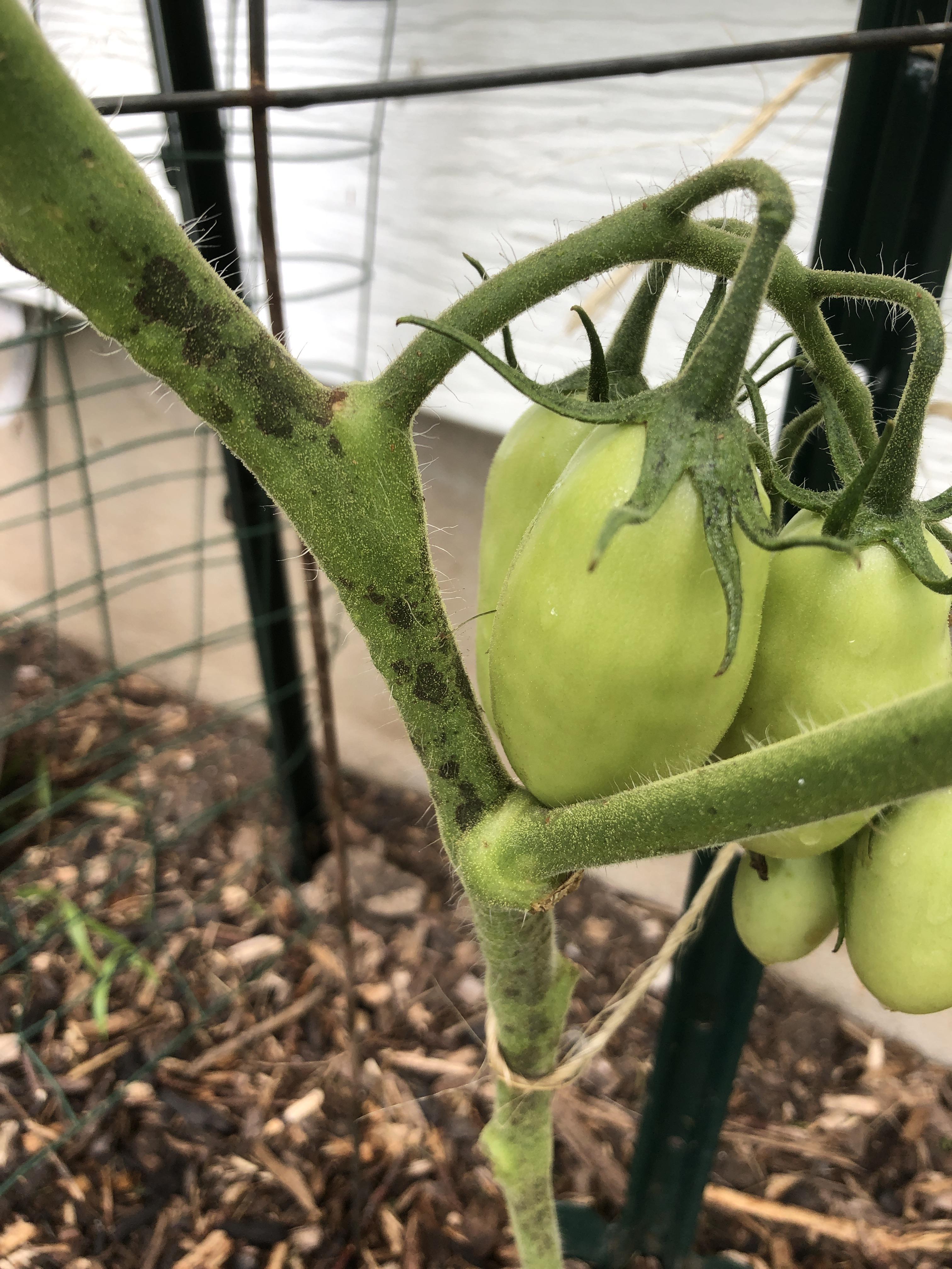 Spray a few leaves or flowers first and wait at least three days to . HELP! I used Organocide Bee Safe 3-in-1 Garden Spray and my tomato plants have black spots all