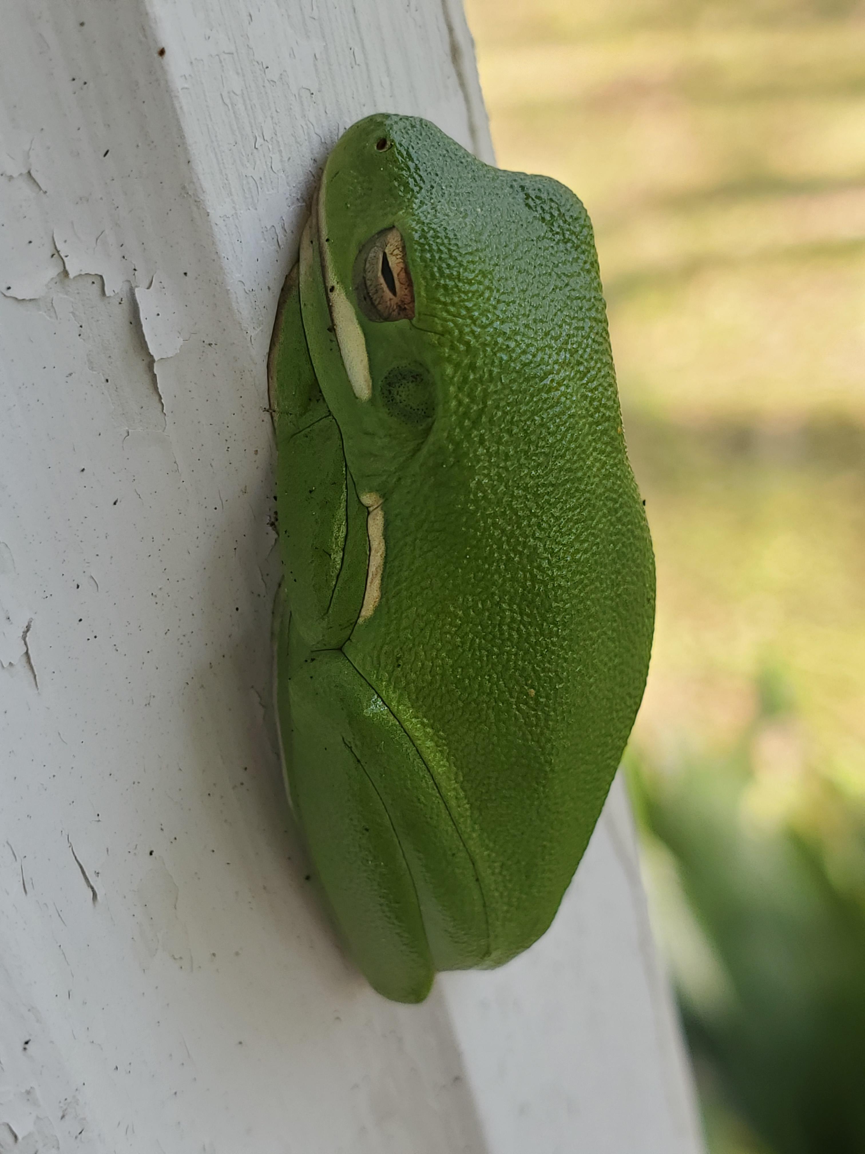 Hyla Cinerea American Green Tree Frog 18 13 By Fordprefectwonthebet On Deviantart