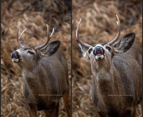 I guess I must have been smelly, this little two point kept making stink face at me 😂