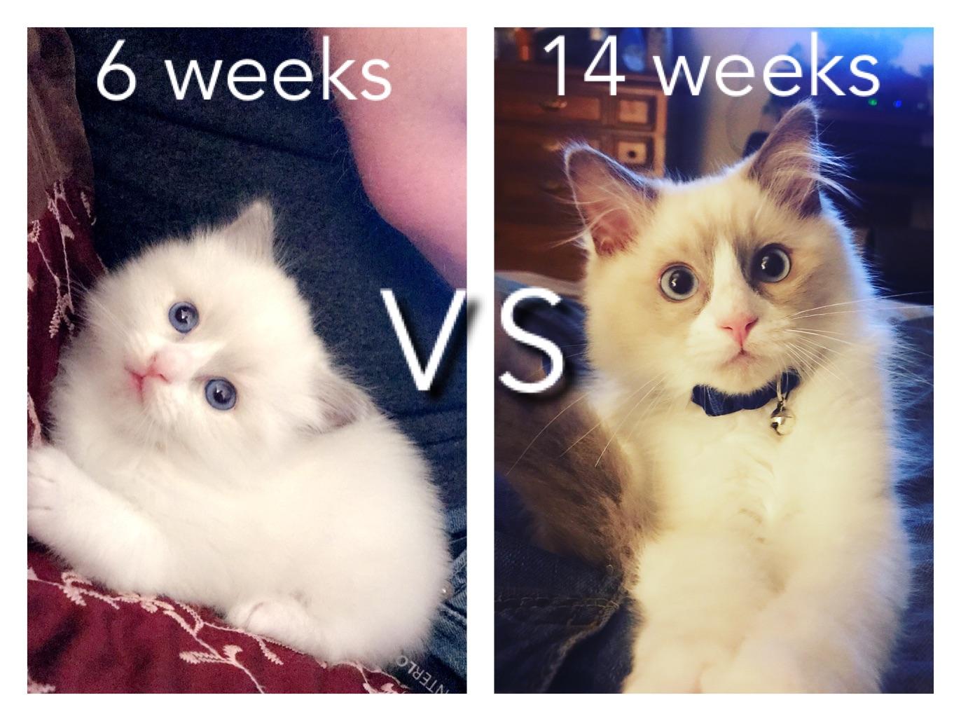 6 Week Vs 14 Week Old Blue Bicolor Ragdoll Kitten 6 Pounds Heavier Ragdolls
